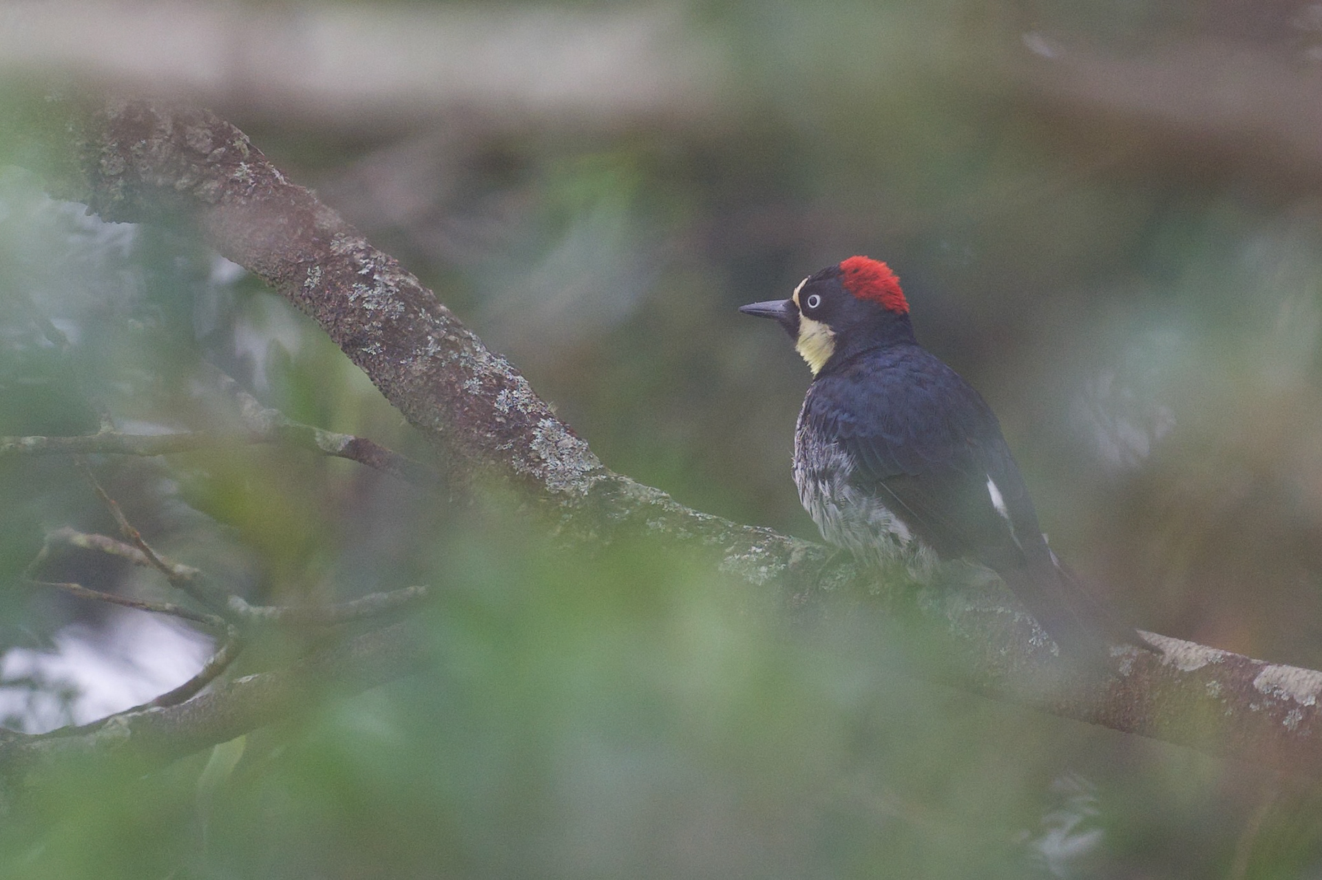 Acorn Woodpecker