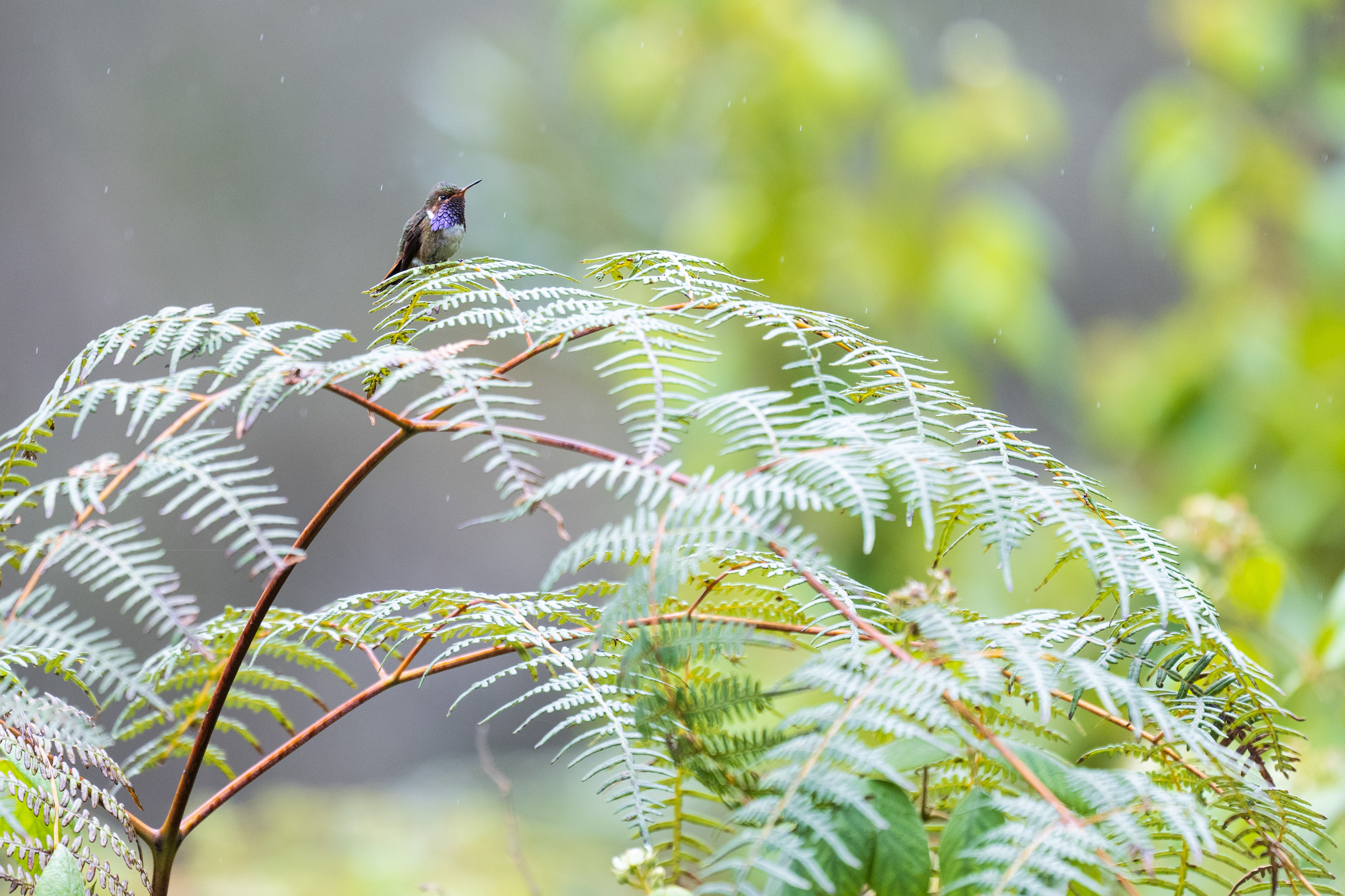 Volcano Hummingbird