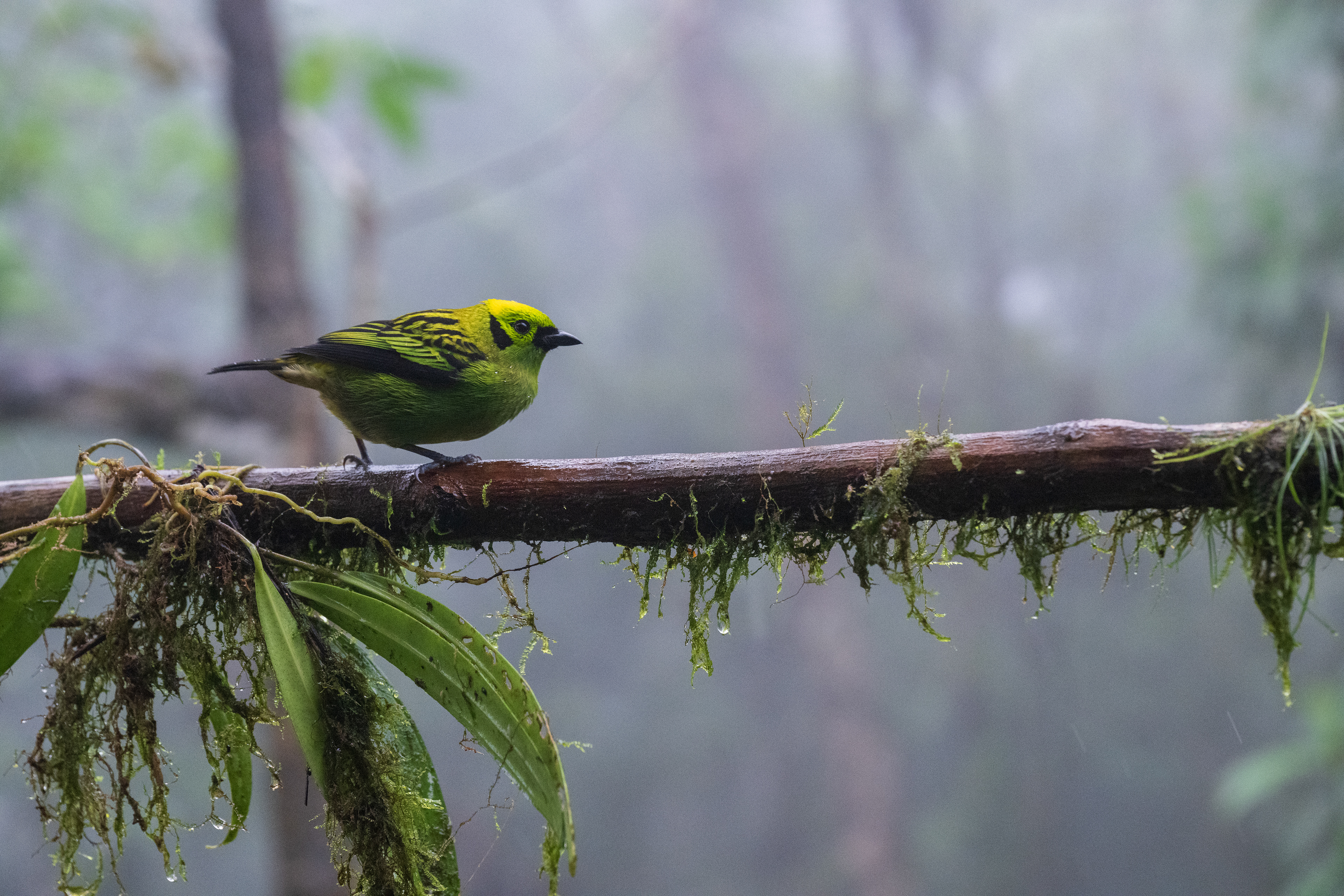 Emerald Tanager