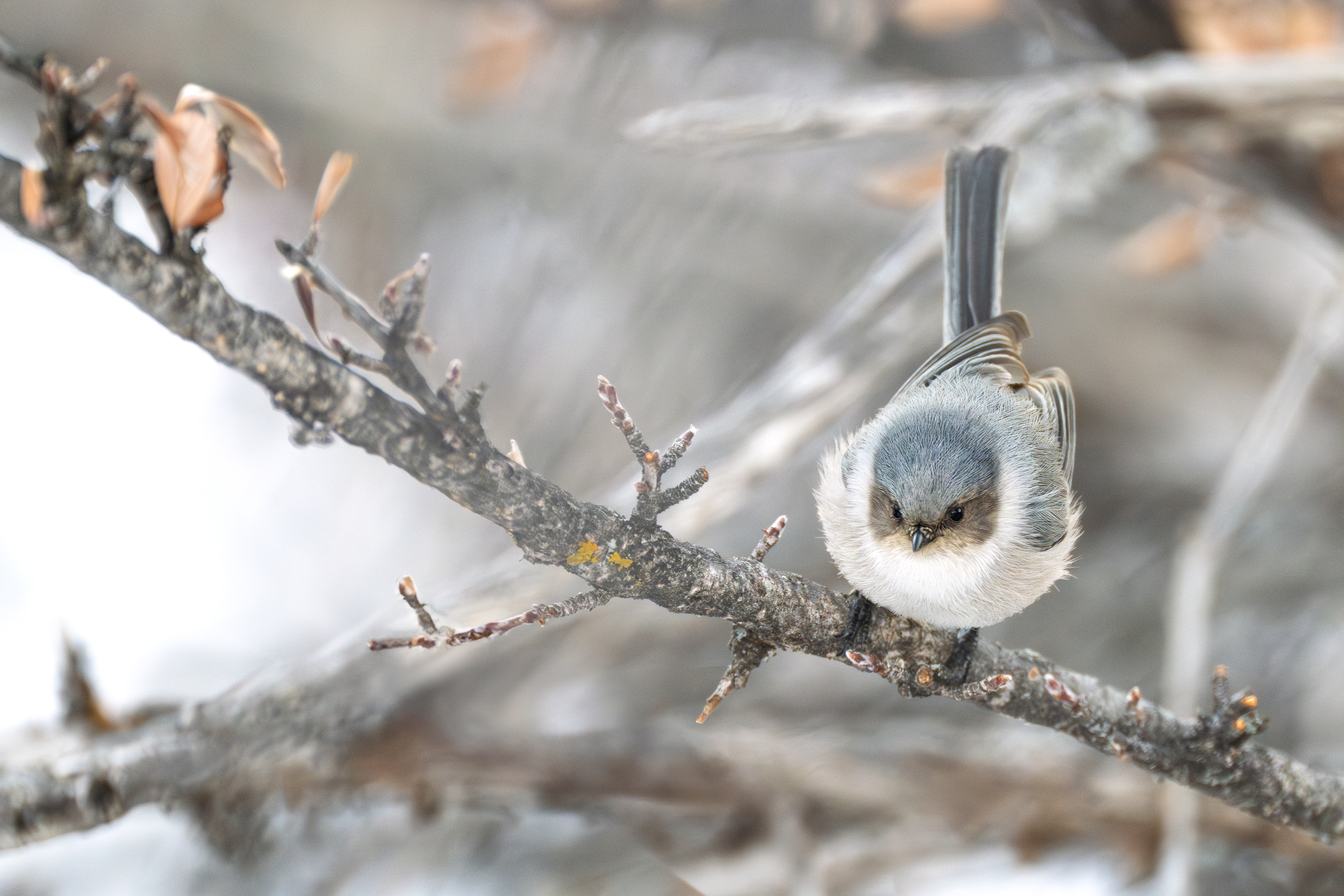 Bushtit