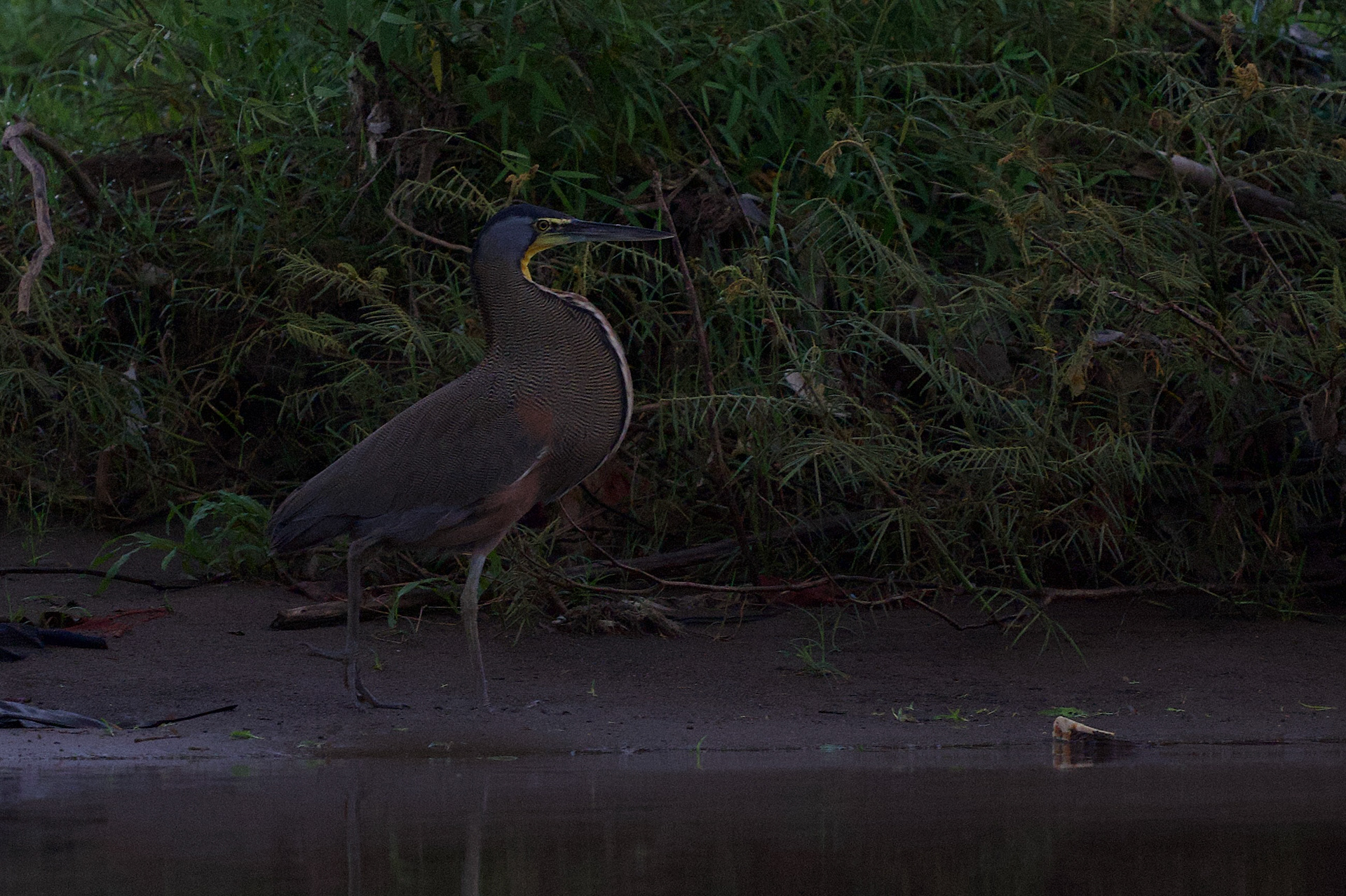 Bare-throated Tiger Heron