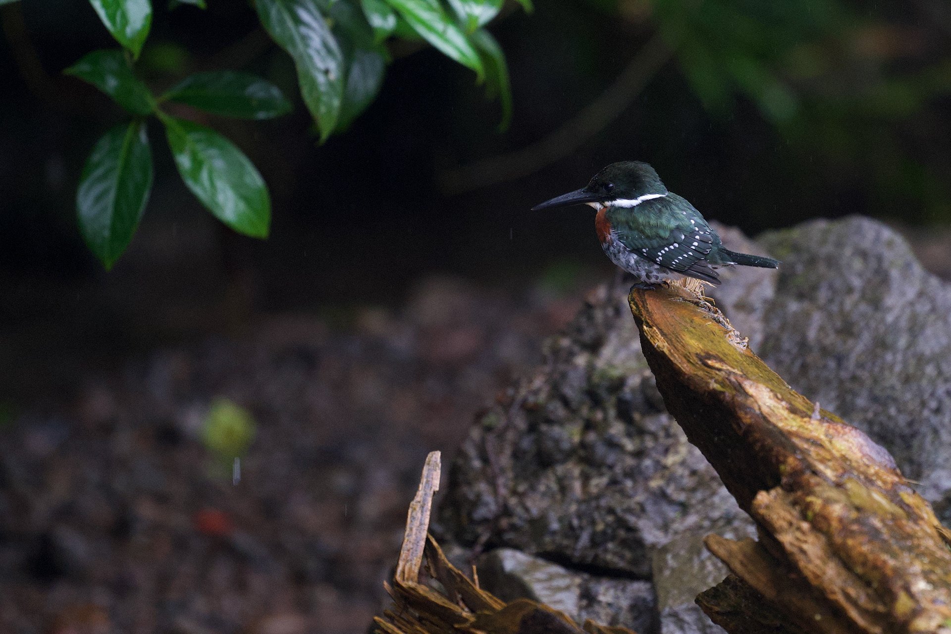 Green Kingfisher