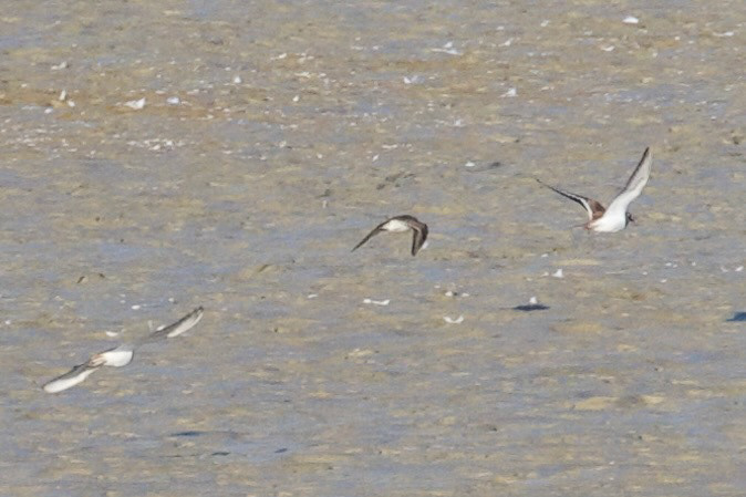White-rumped Sandpiper