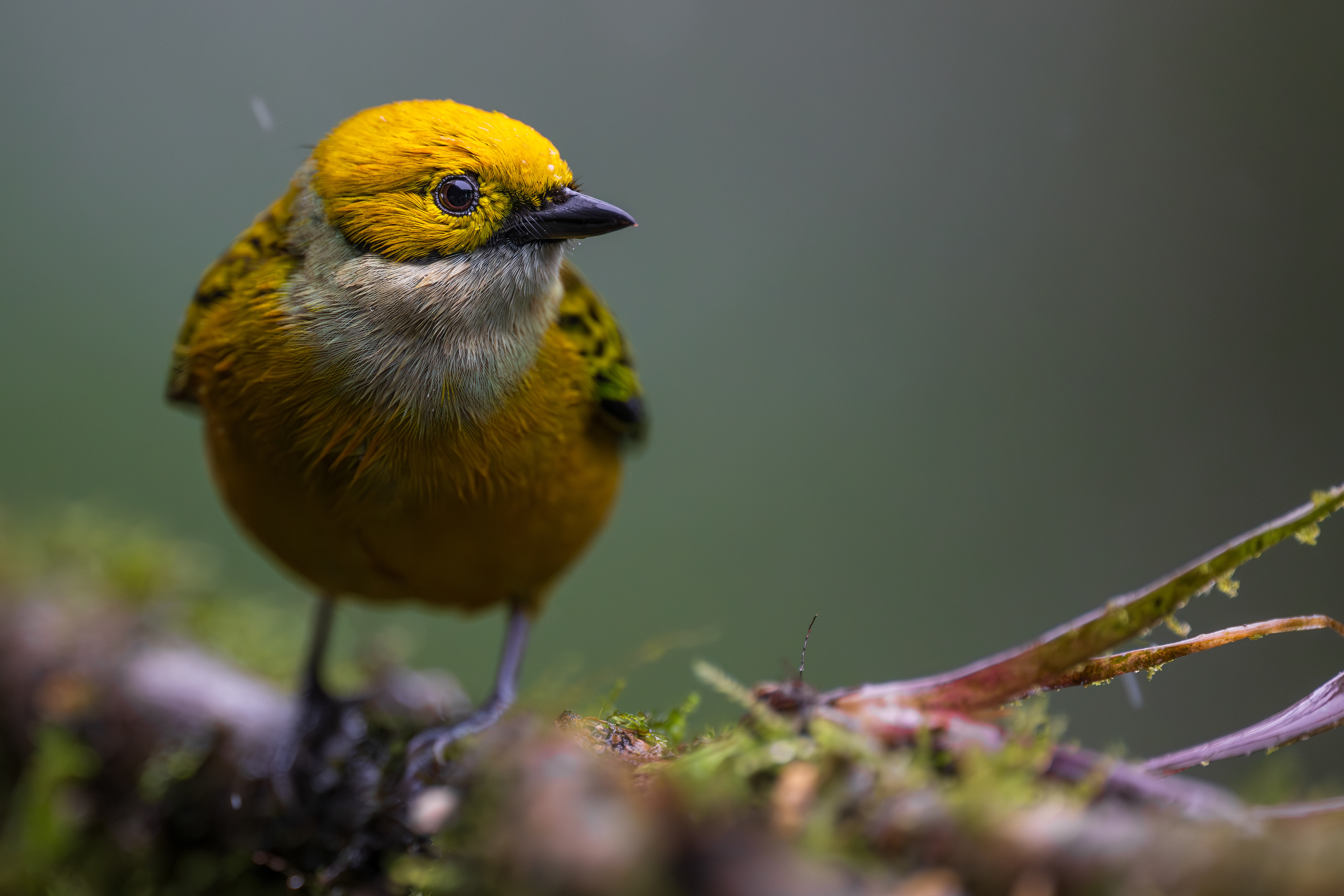 Silver-throated Tanager