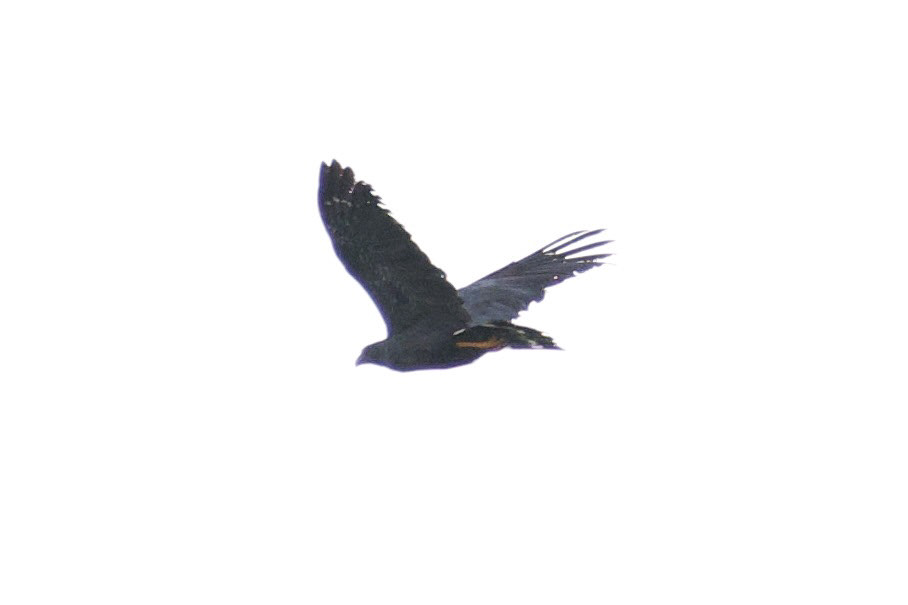 Crane Hawk