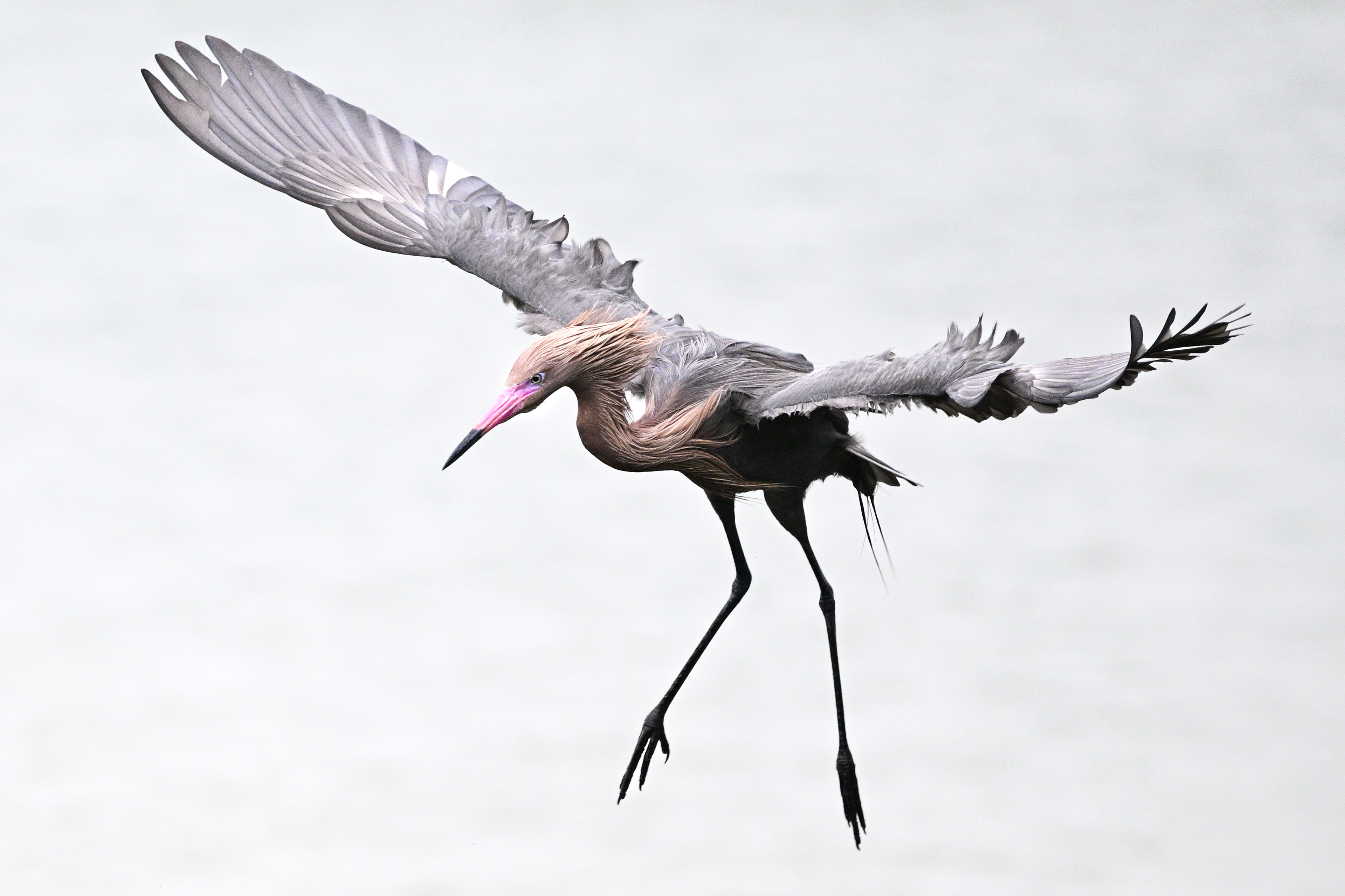 Reddish Egret