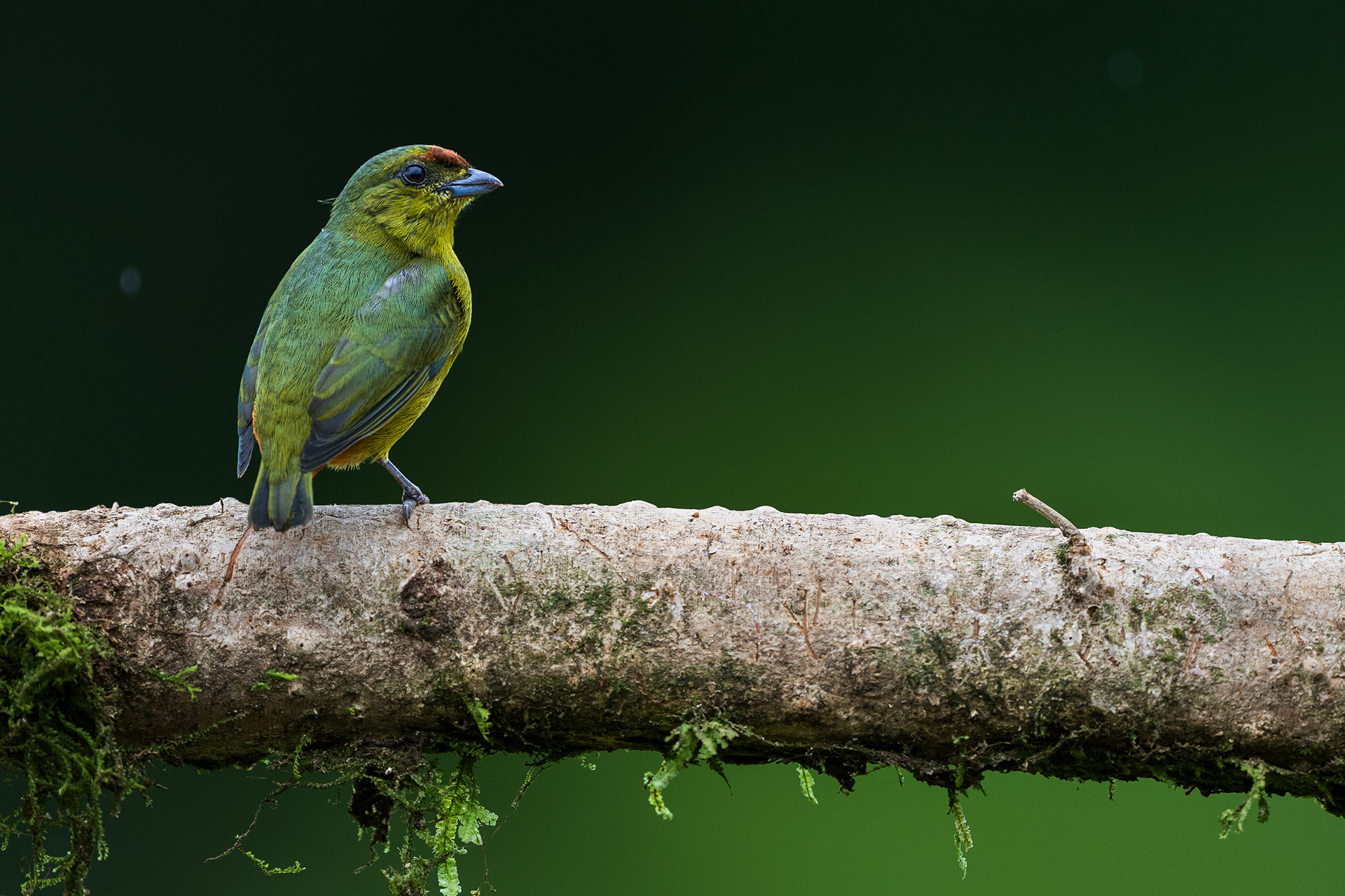 Olive-backed Euphonia