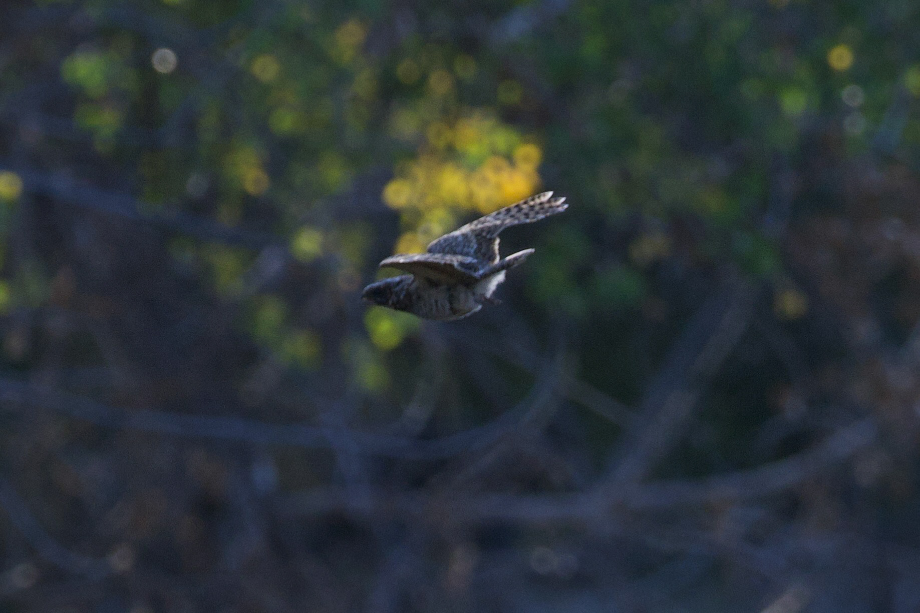 Common Poorwill, kinda interesting to flush at the ELC