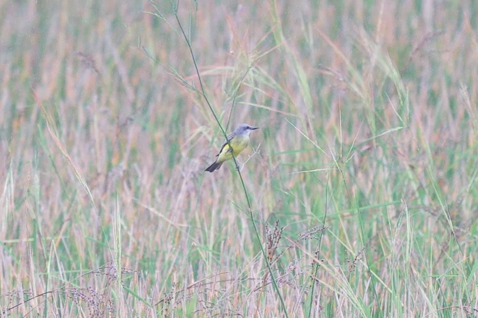 Western Kingbird
