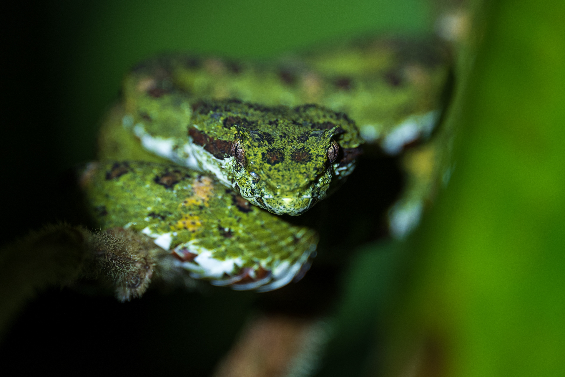 Central American Eyelash Viper