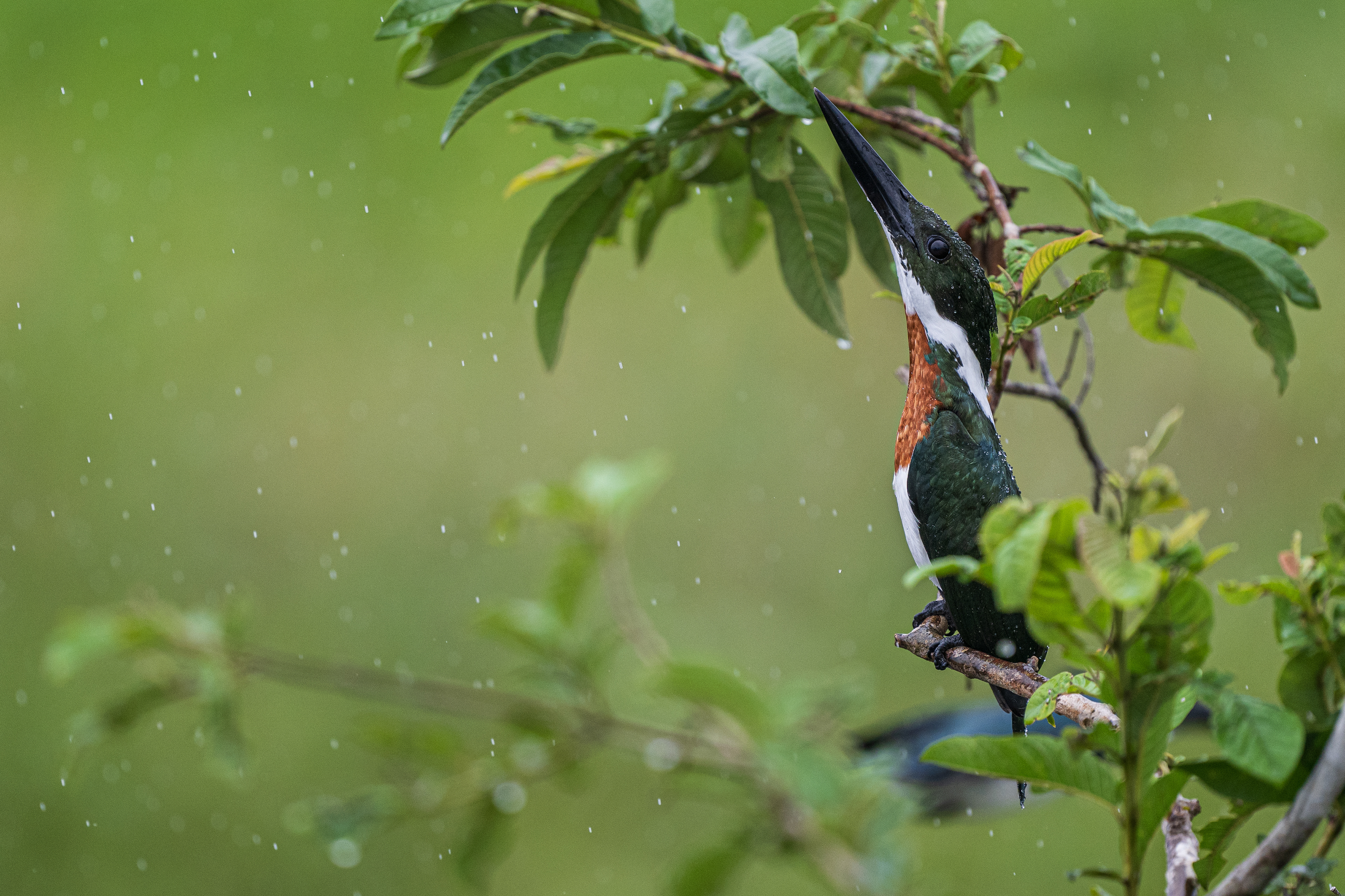 Amazon Kingfisher