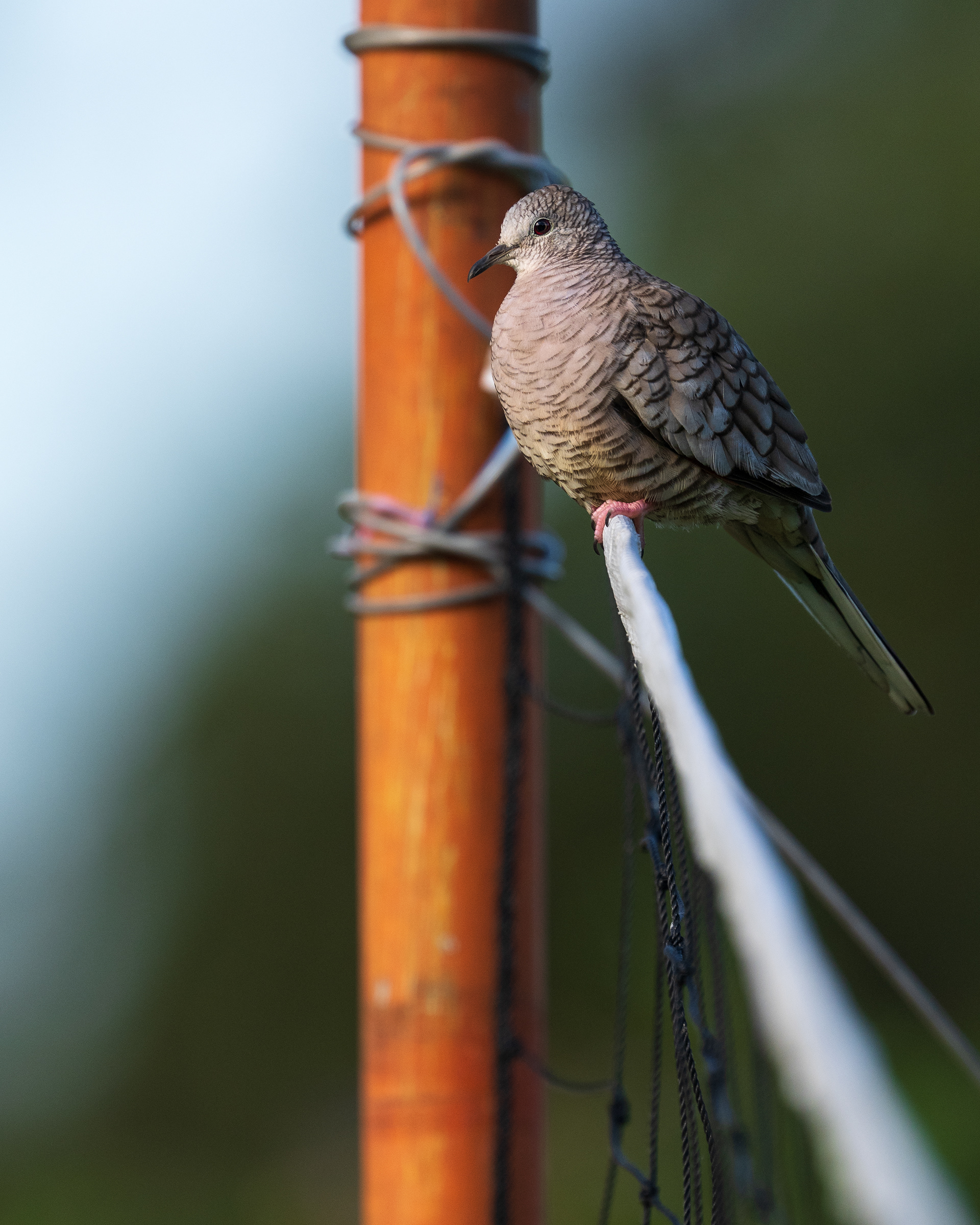 Inca Dove