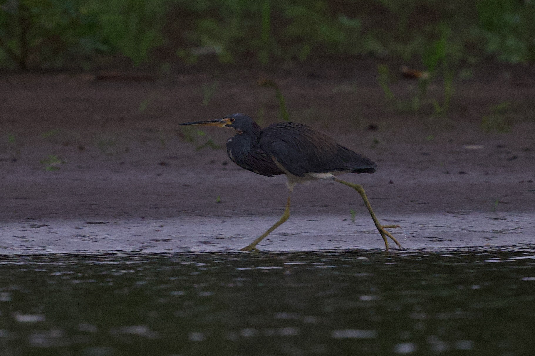 Tricolored Heron