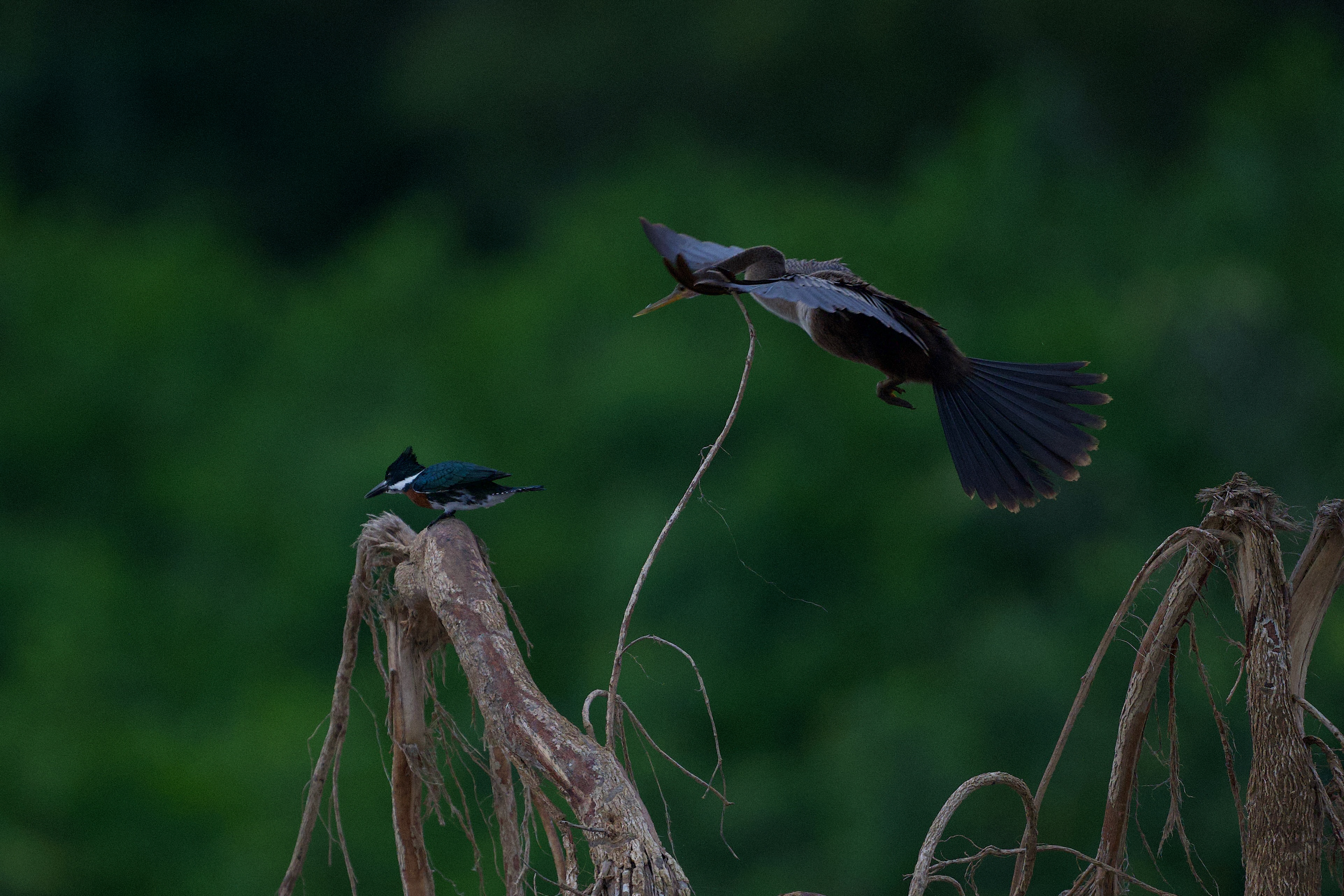 Anhinga and Amazon Kingfisher