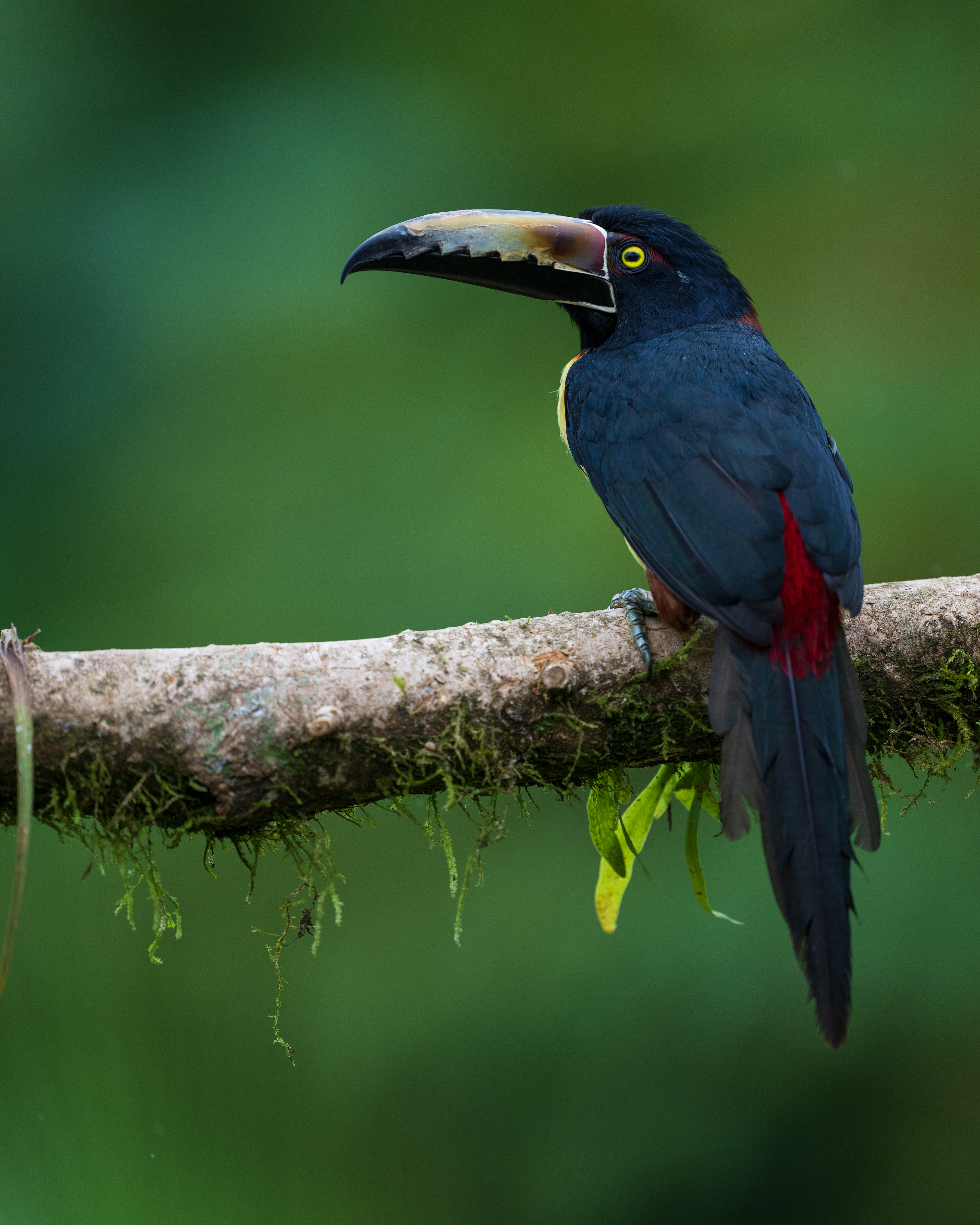 Collared Aracari