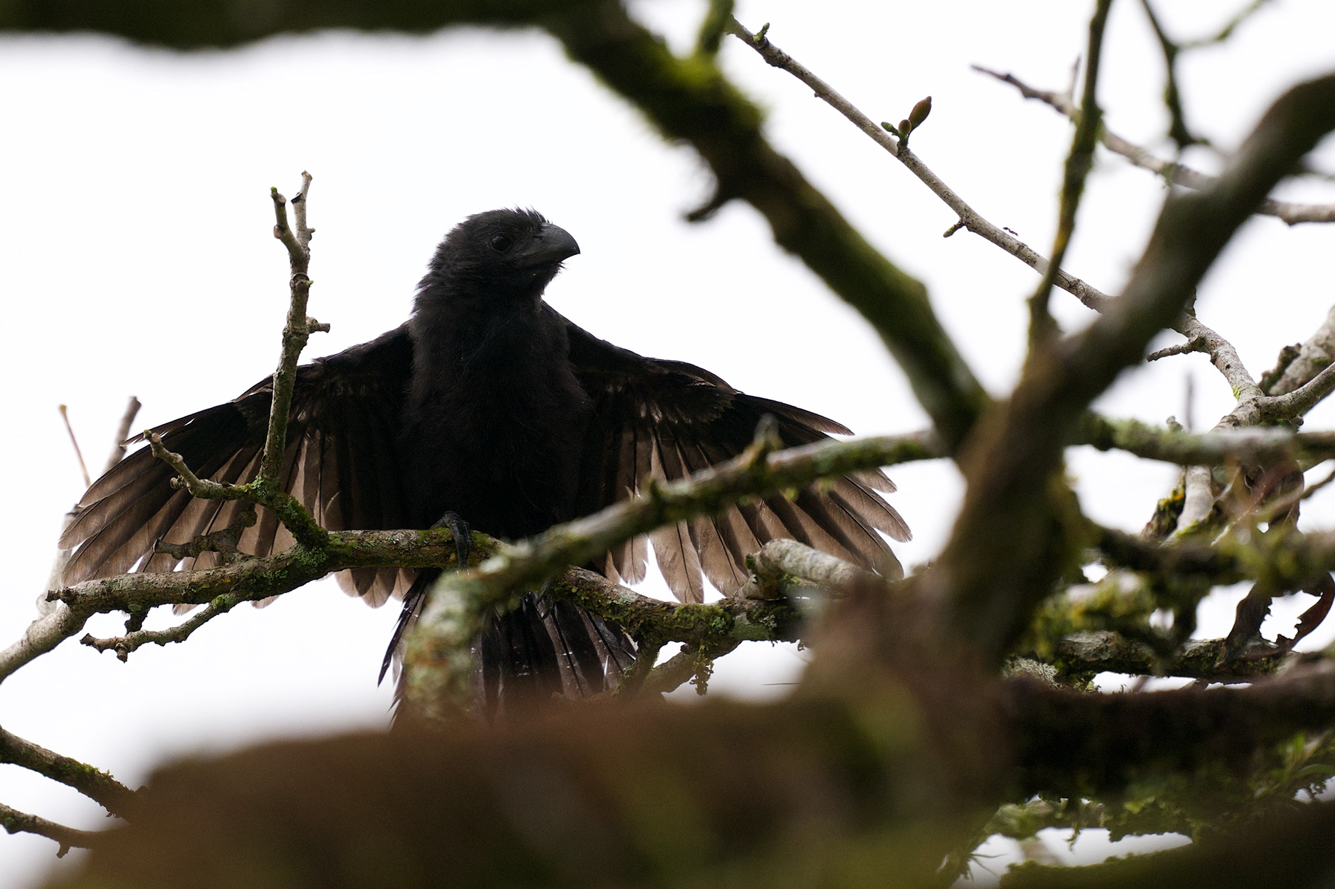 Groove-billed Ani