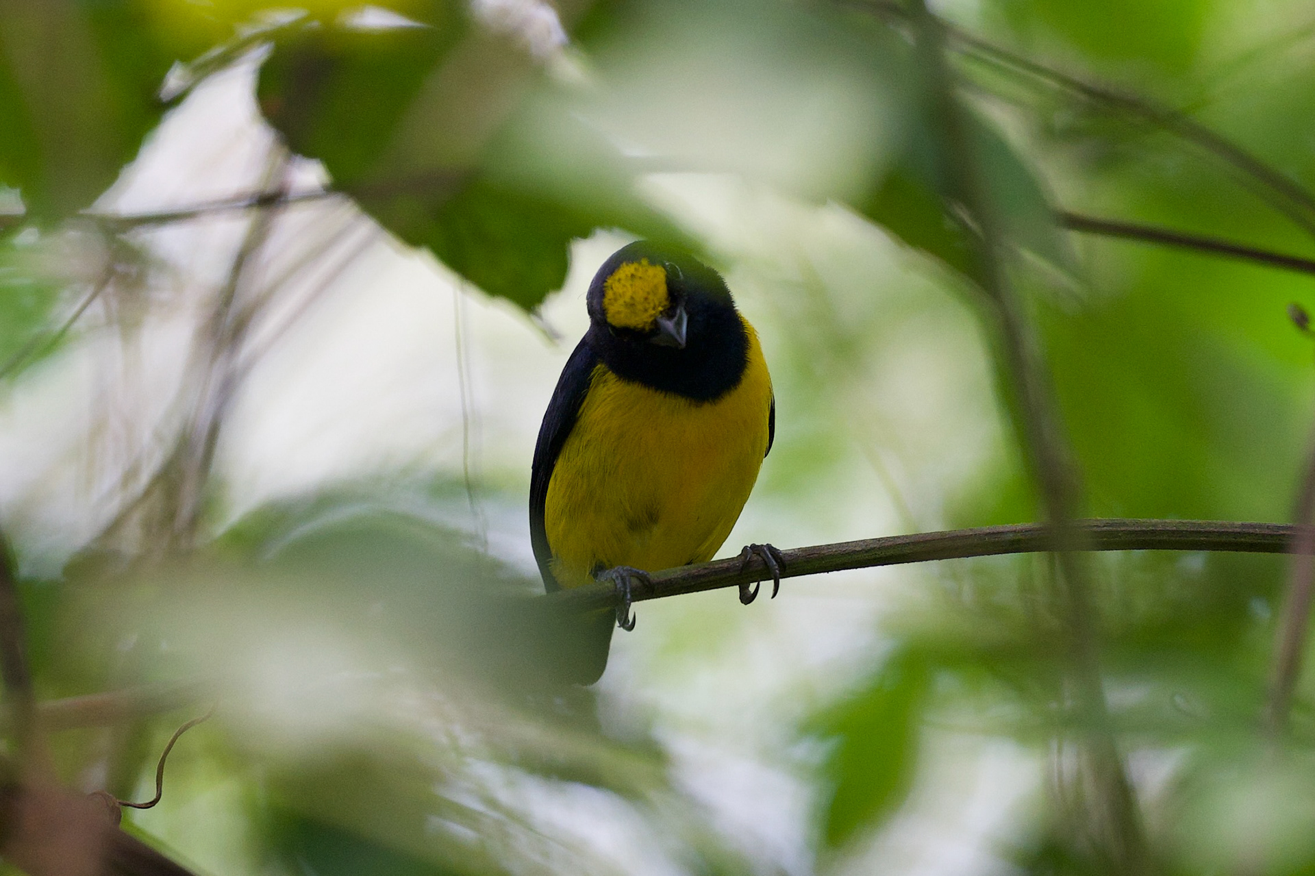 Spot-crowned Euphonia