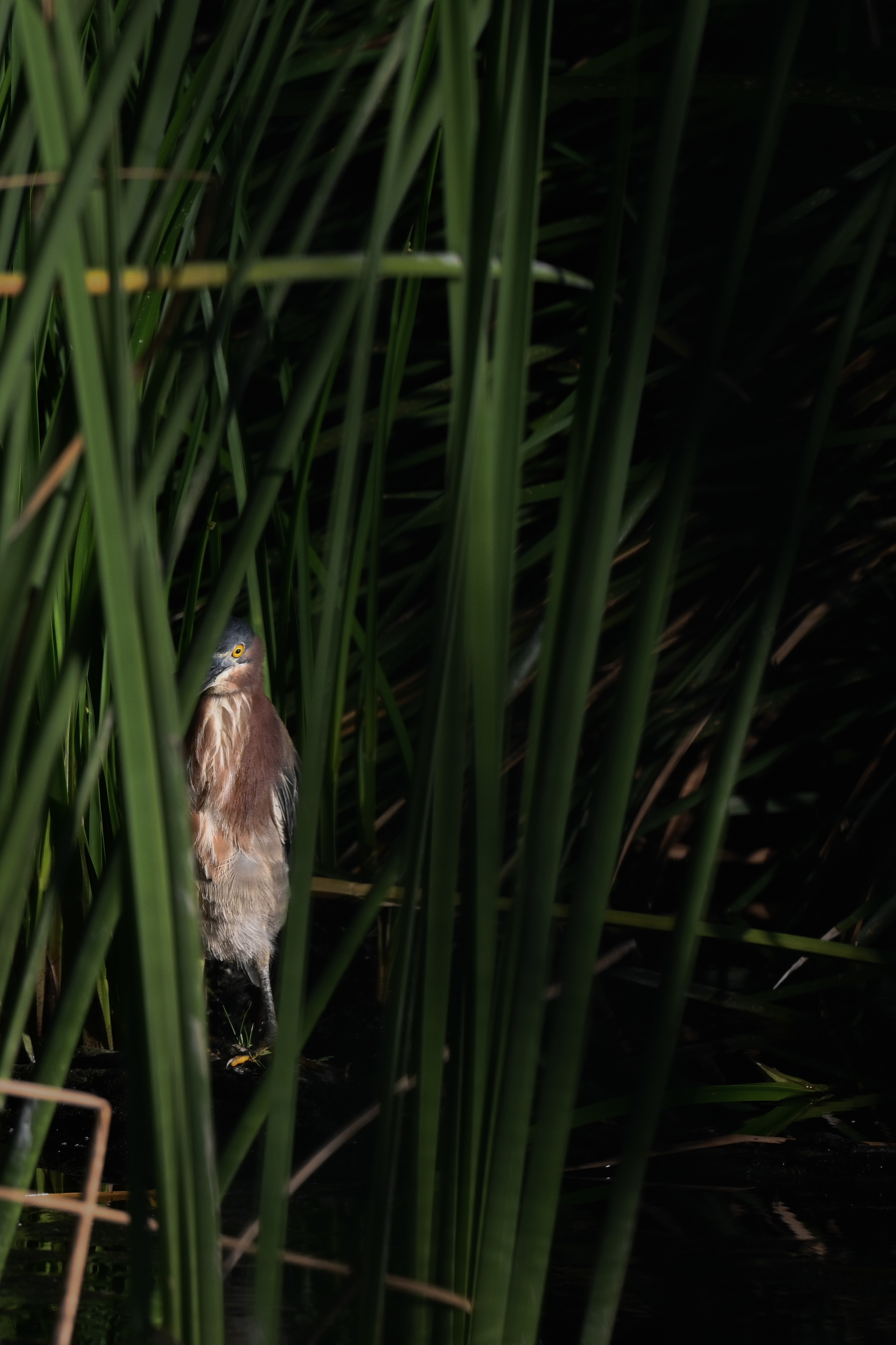 Green Heron