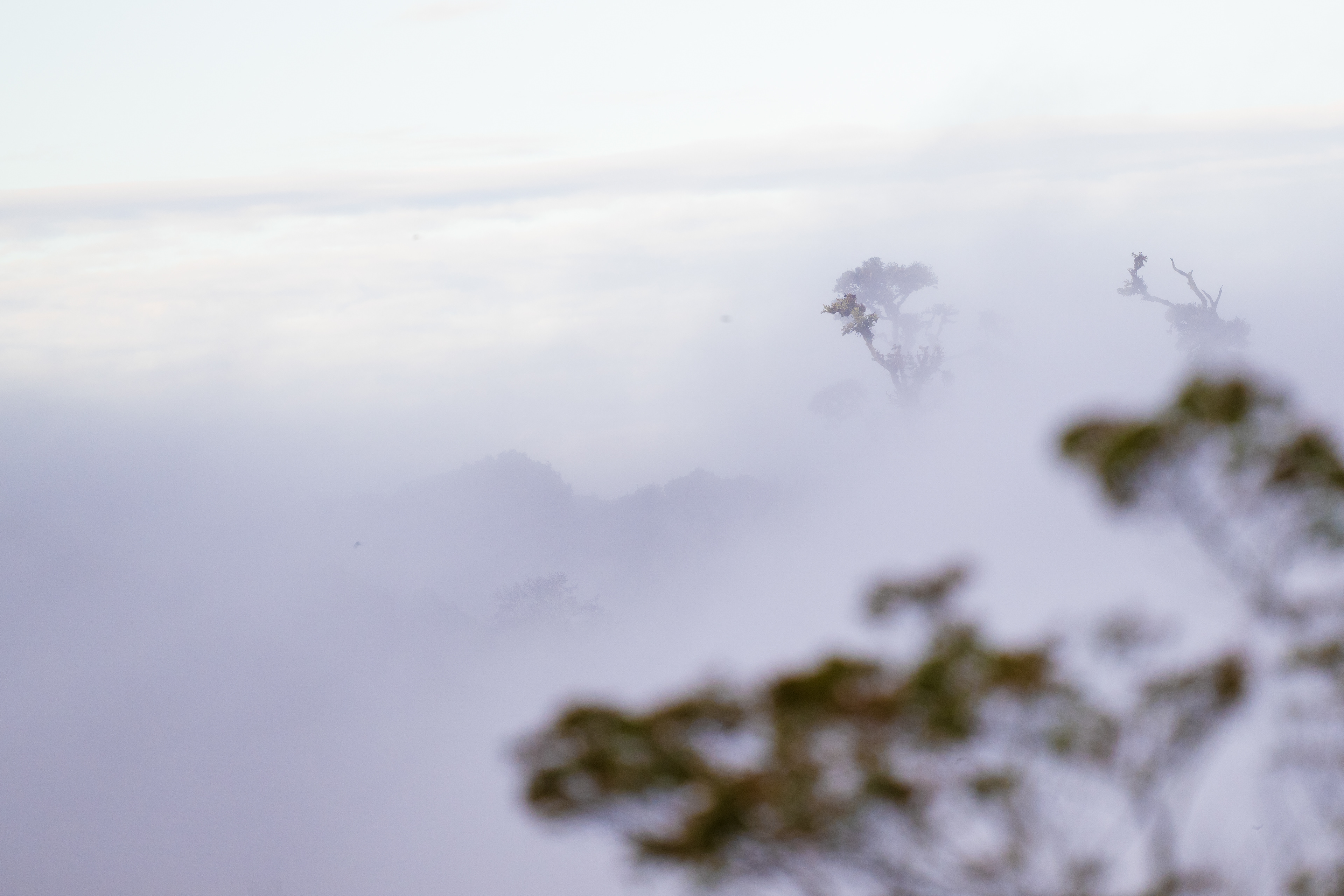 Trees through the fog at sunrise