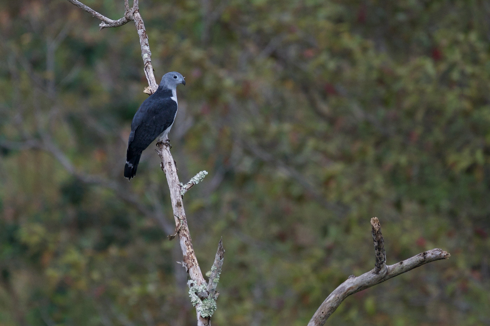 Gray-headed Kite