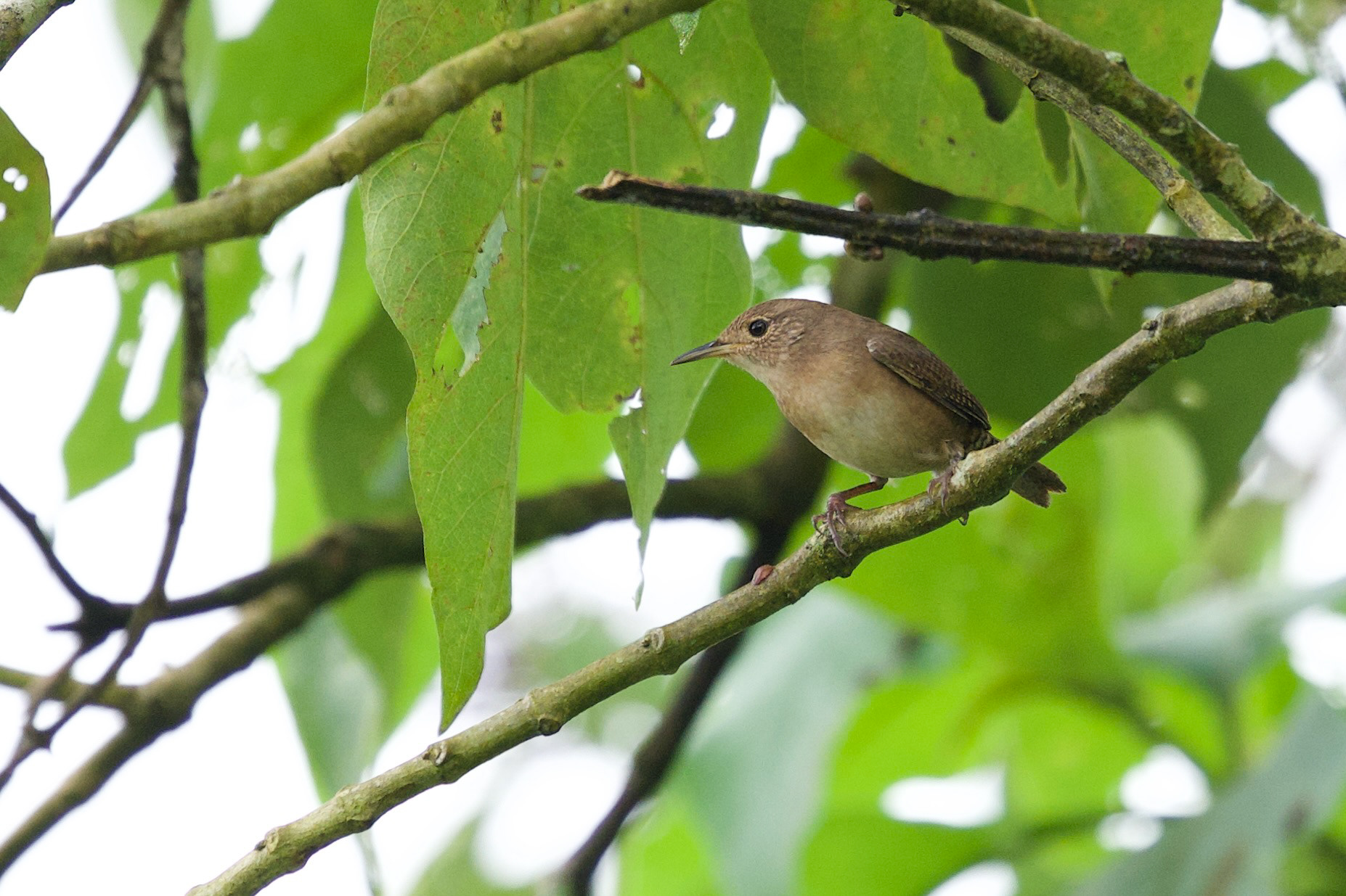 Southern House Wren
