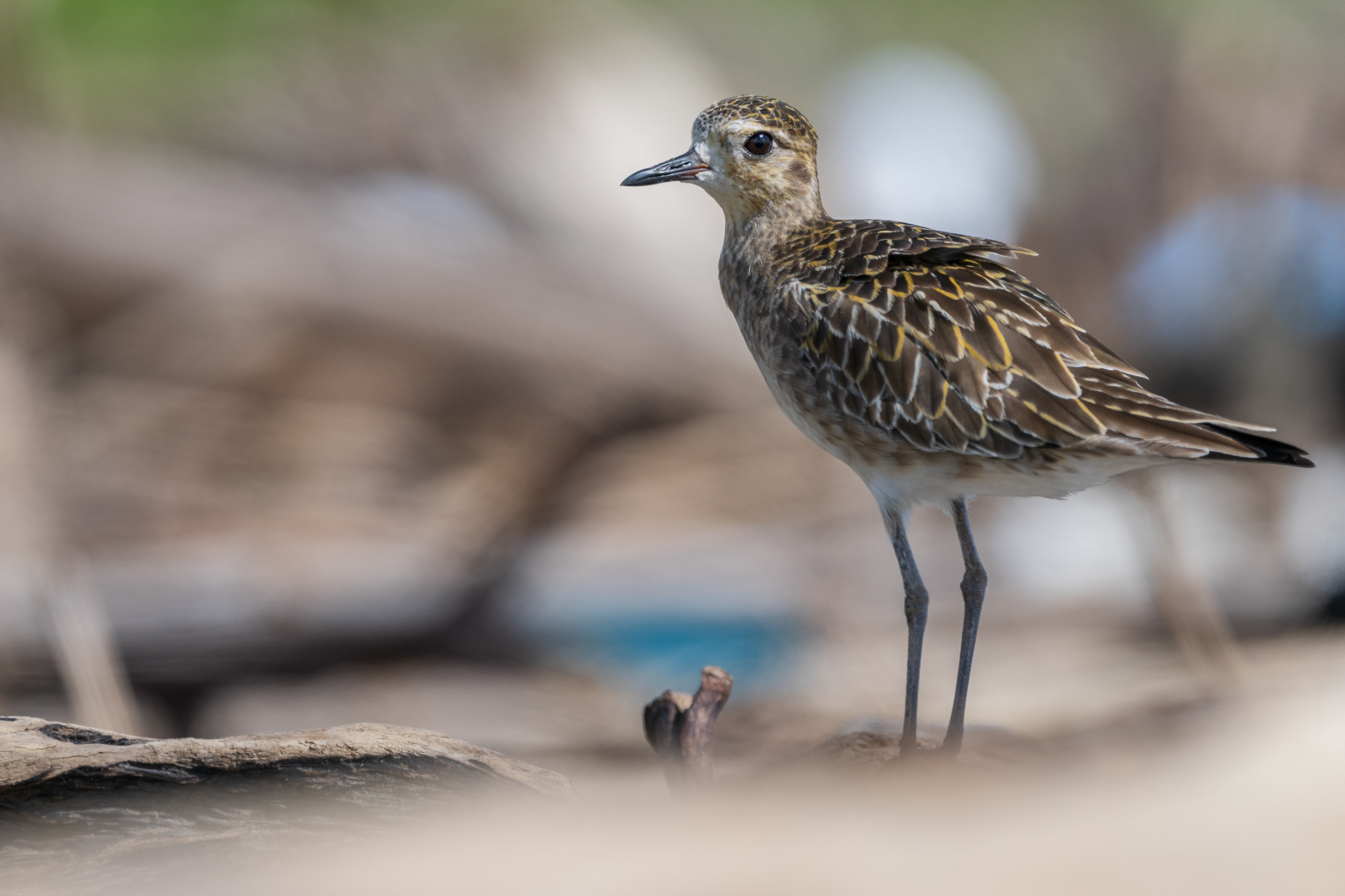 Pacific Golden Plover