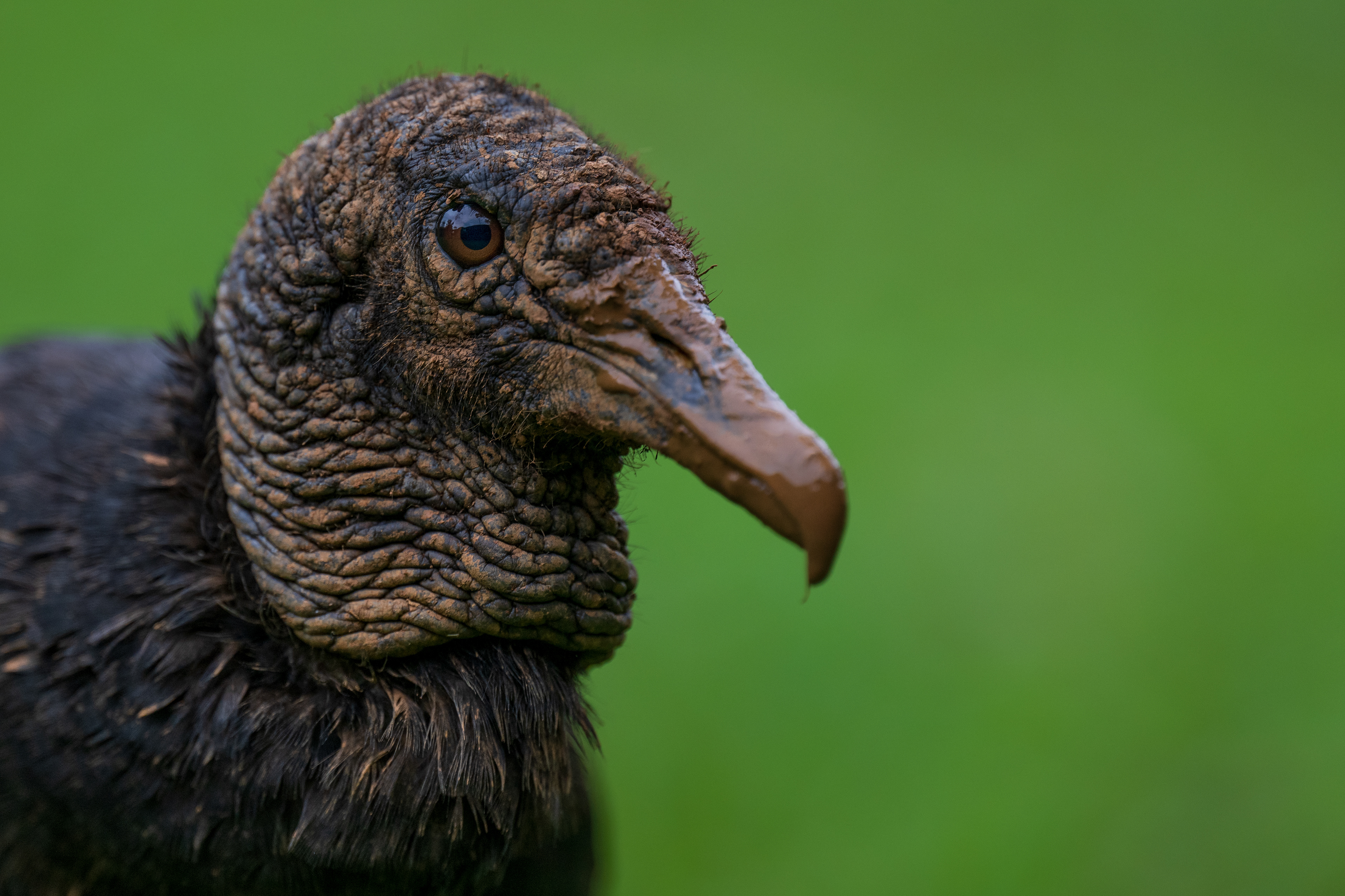 Black Vulture