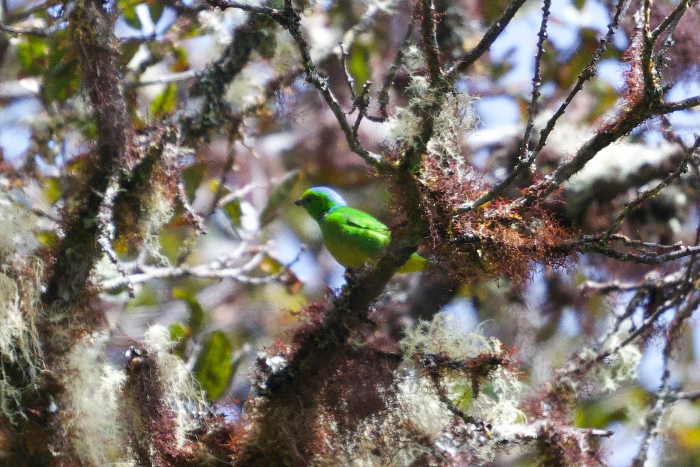 Golden-browed Chlorophonia