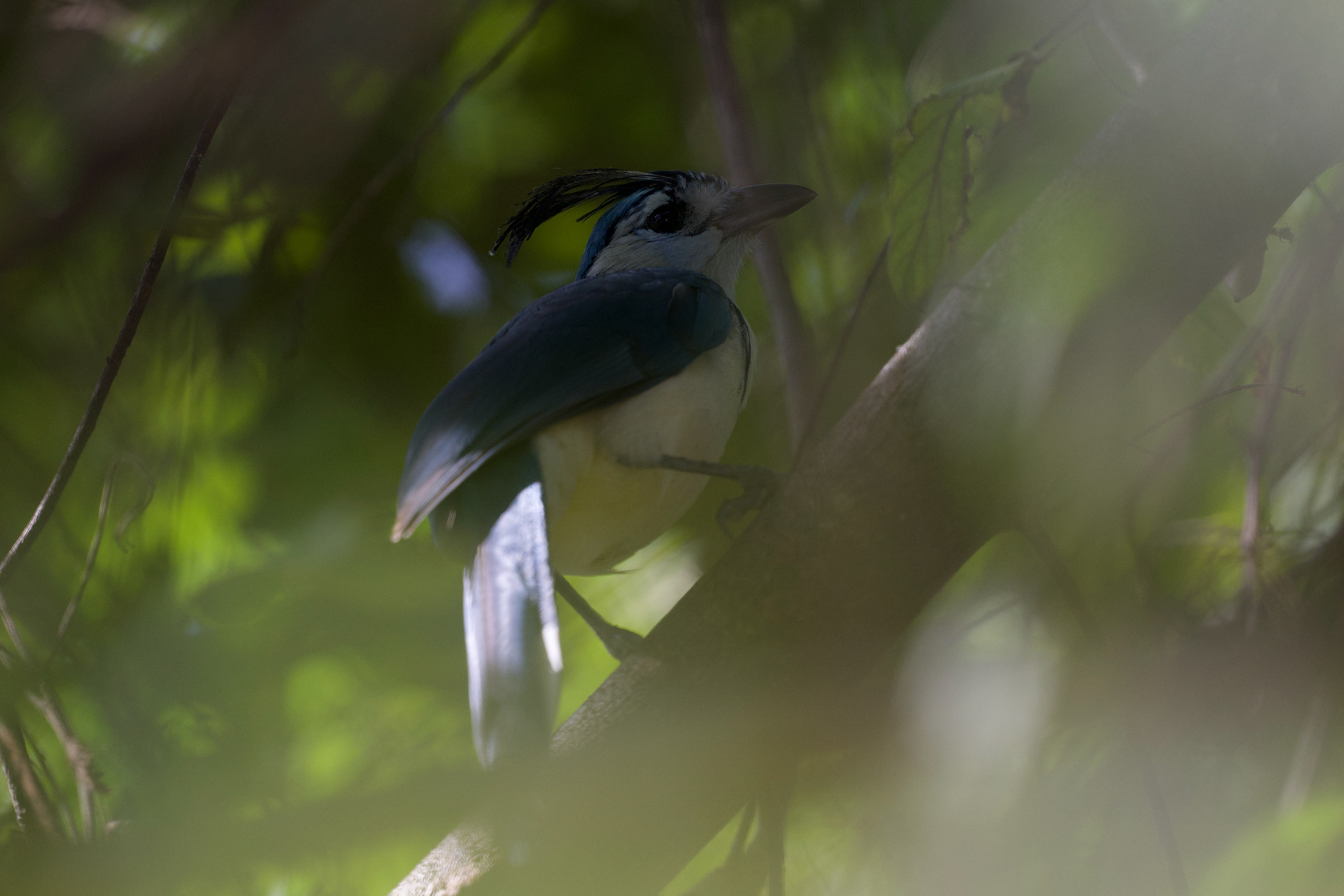 White-throated Magpie Jay