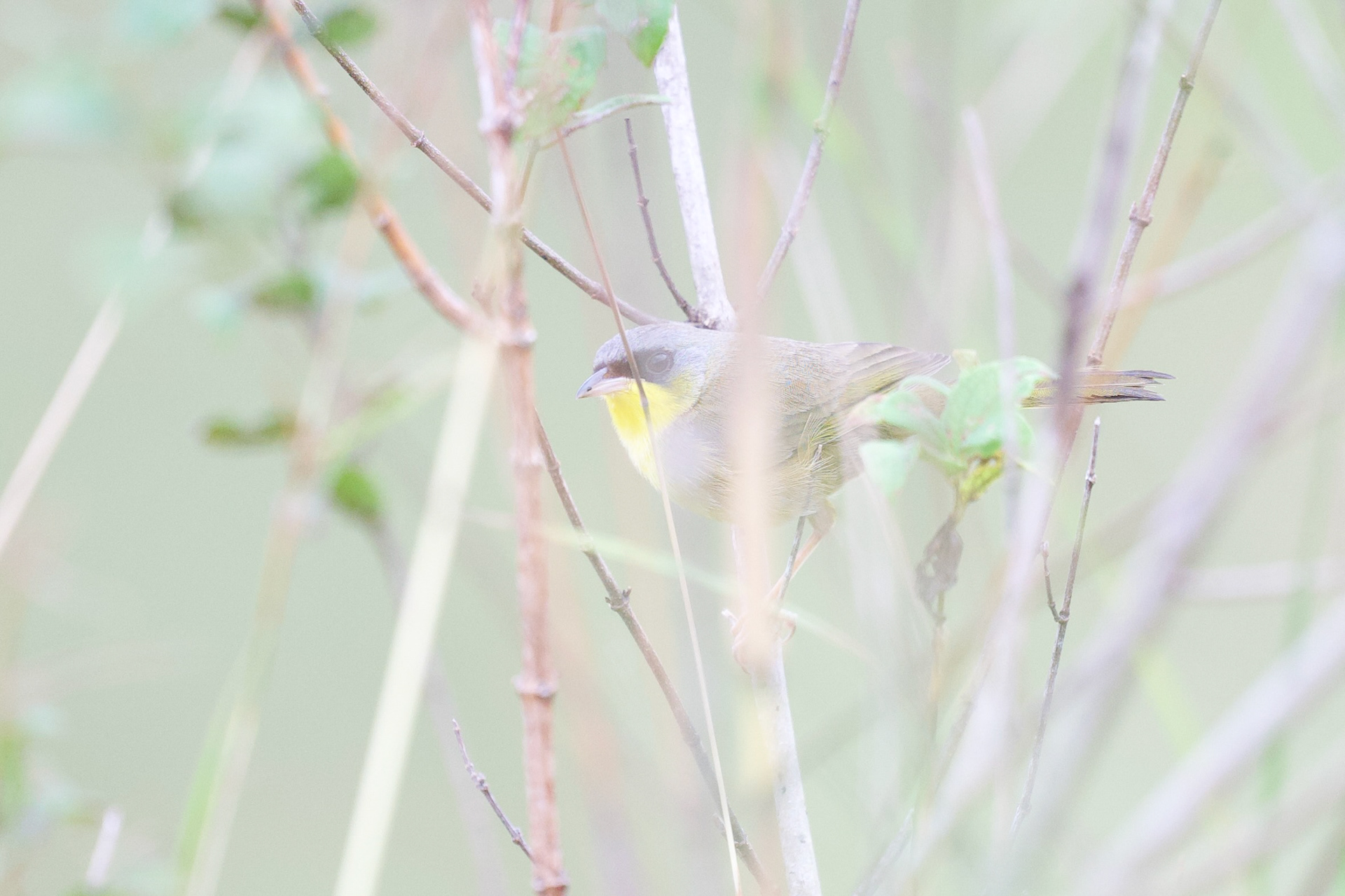 Gray-crowned Yellowthroat