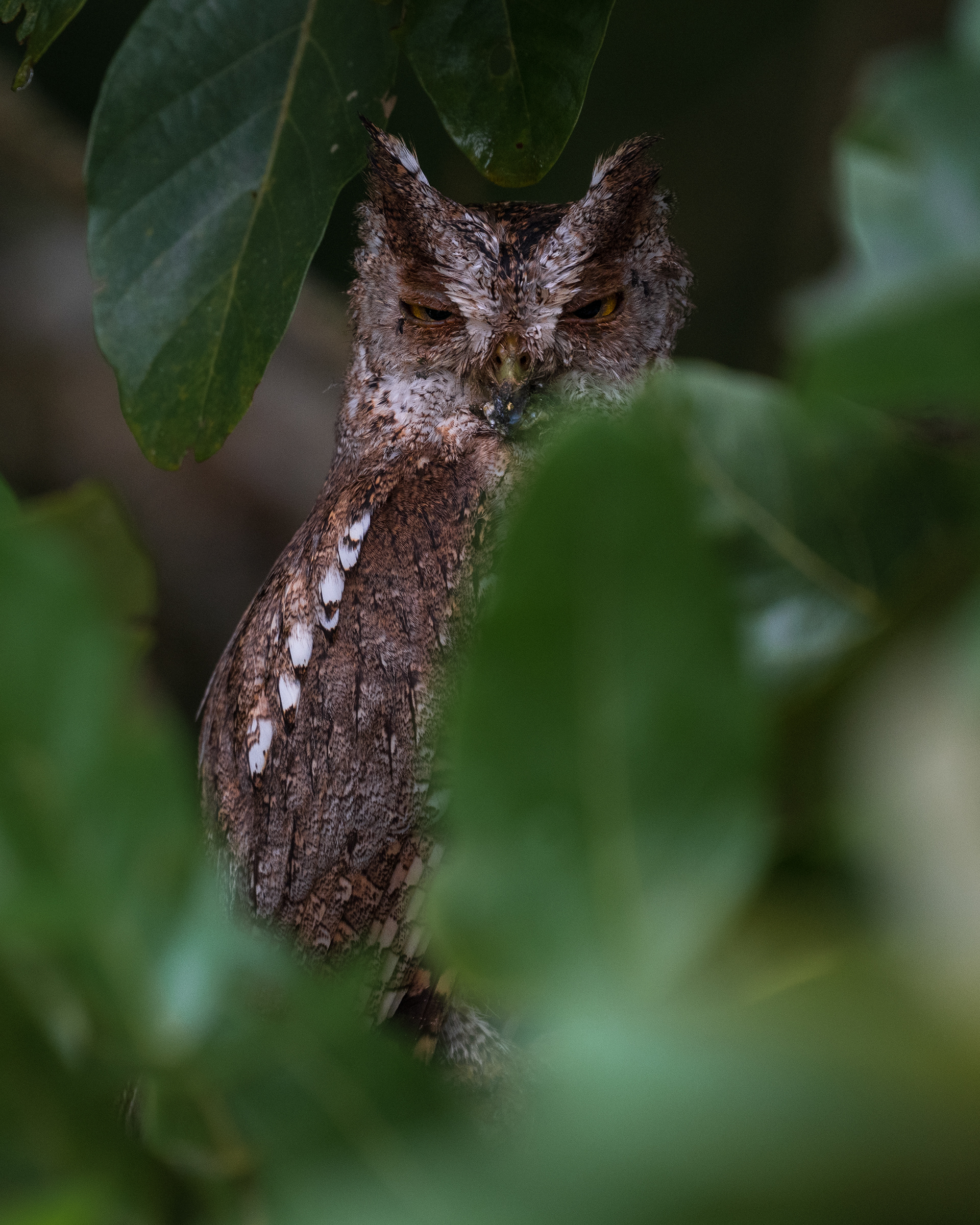 Pacific Screech Owl