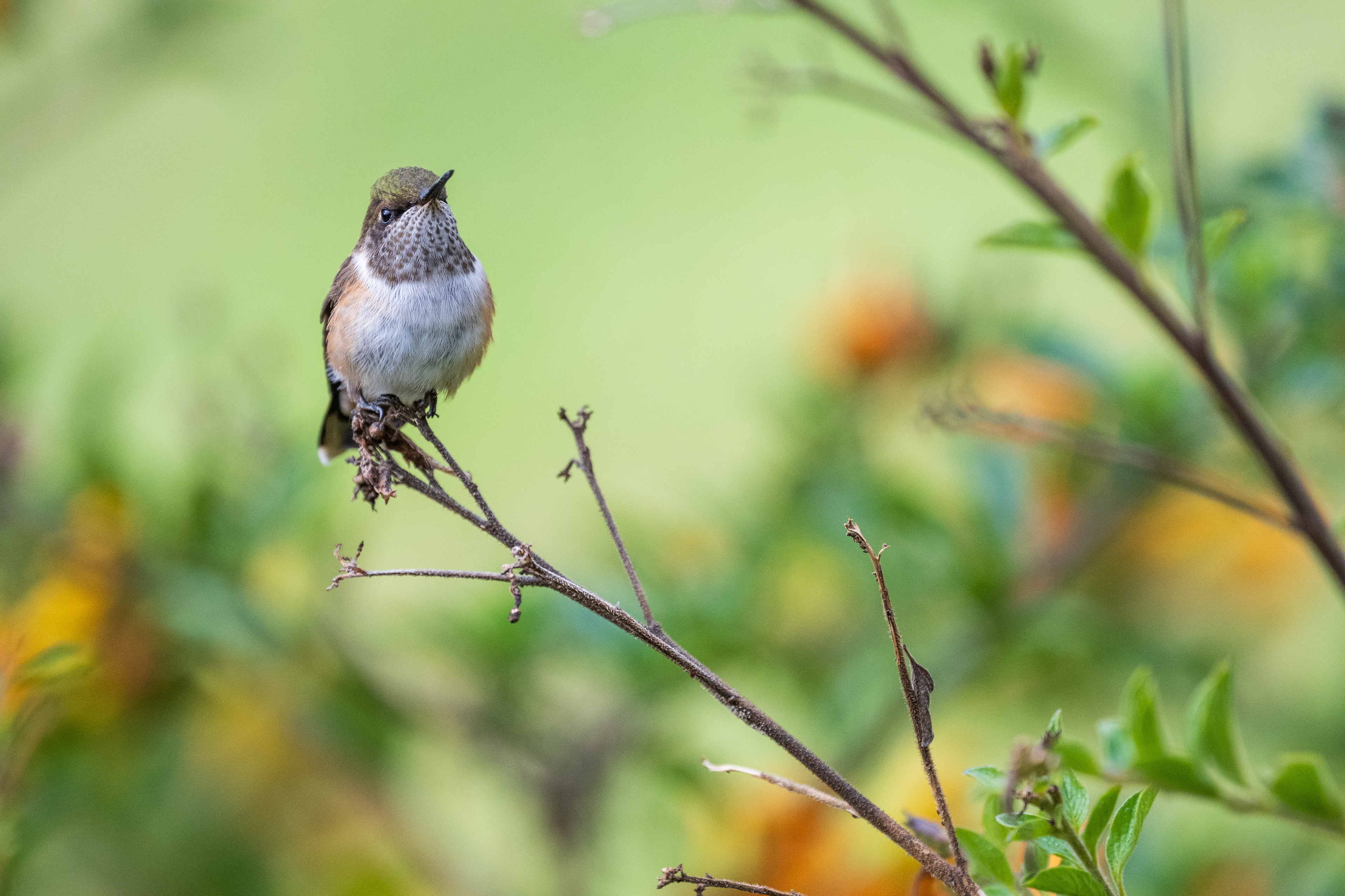 Volcano Hummingbird