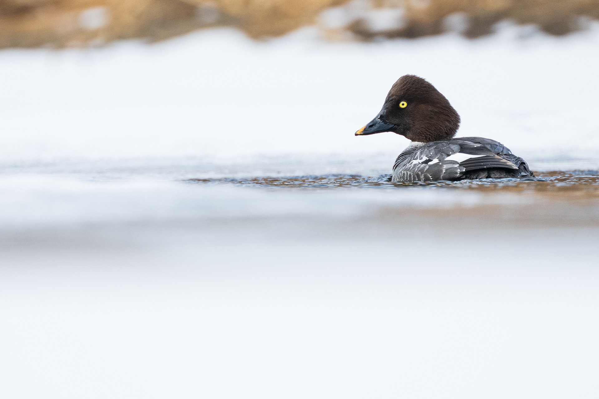 Common Goldeneye