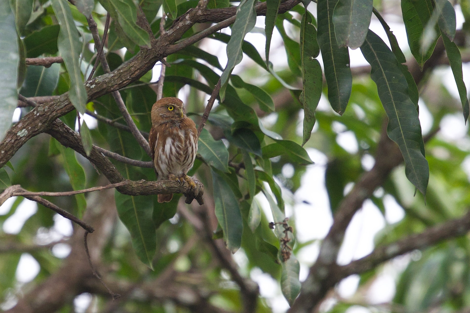 Ferruginous Pygmy Owl