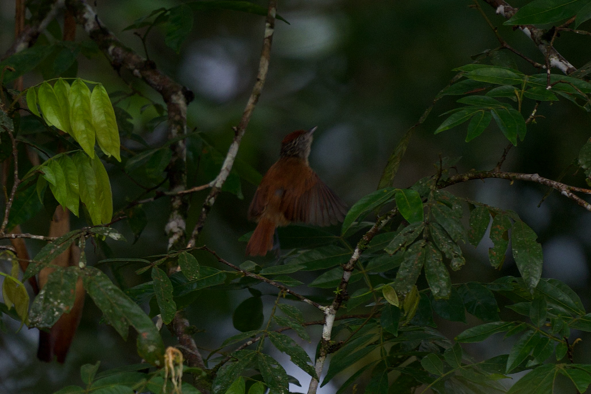 Barred Antshrike