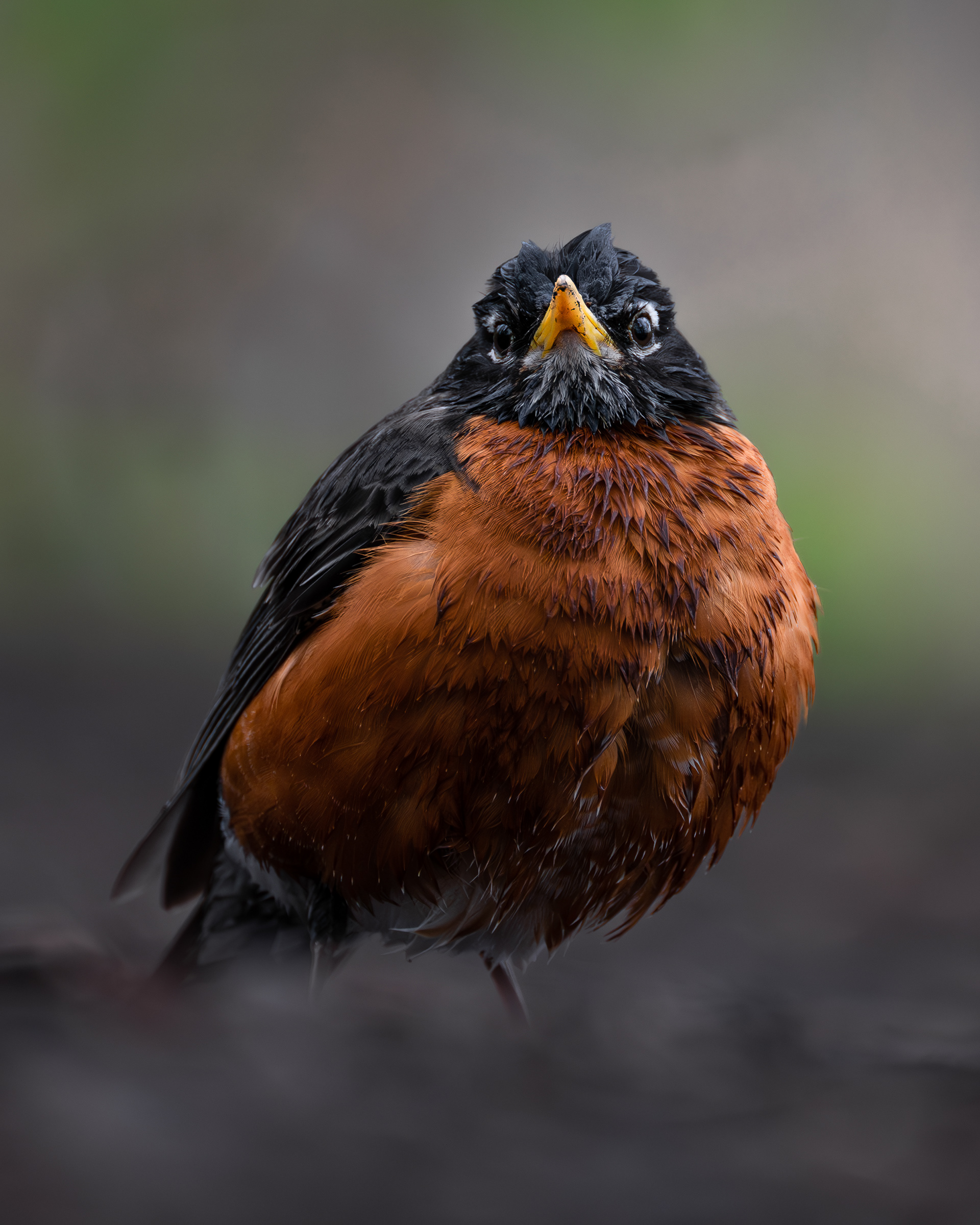 American Robin