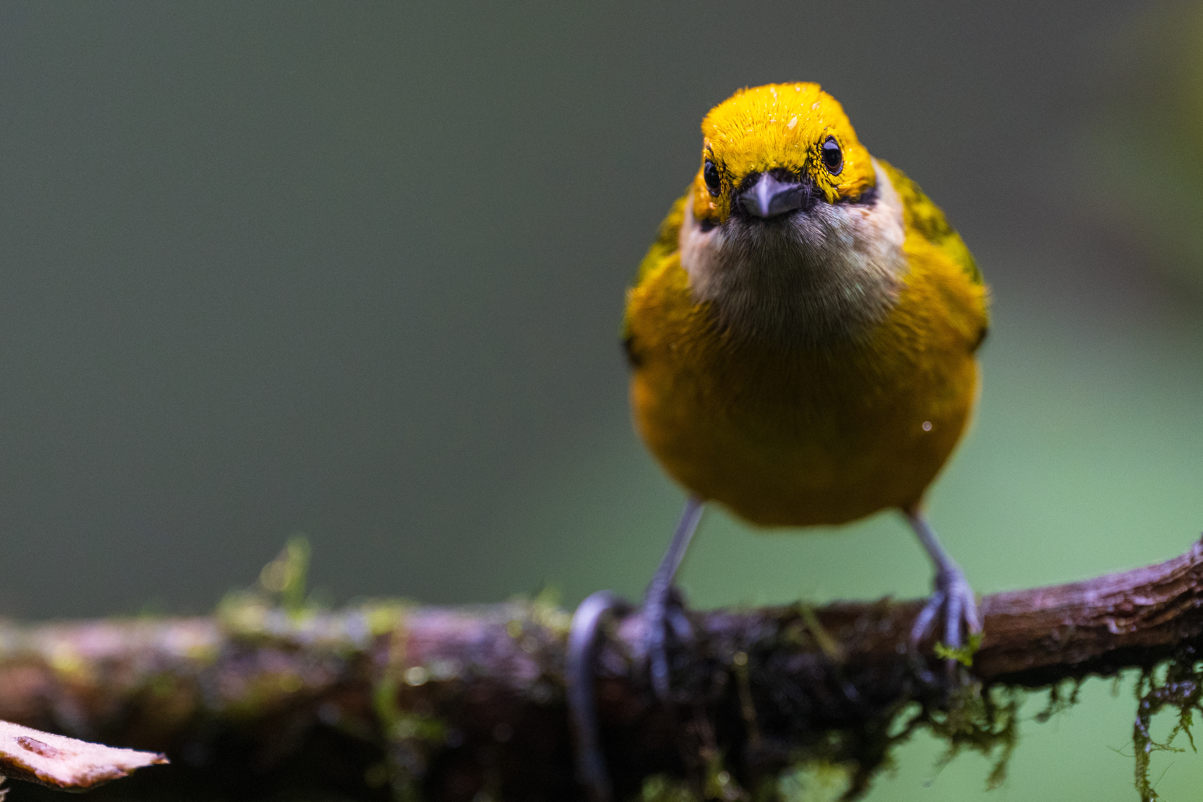 Silver-throated Tanager