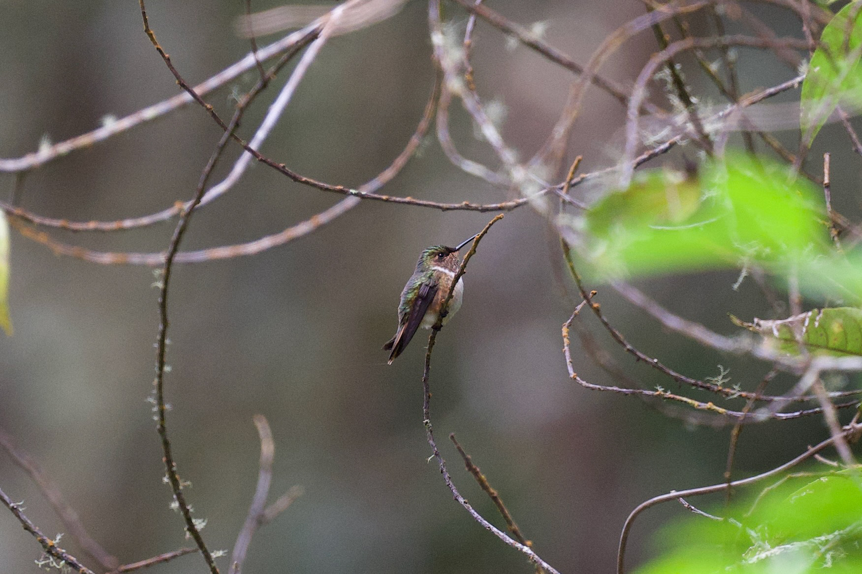 Scintillant Hummingbird