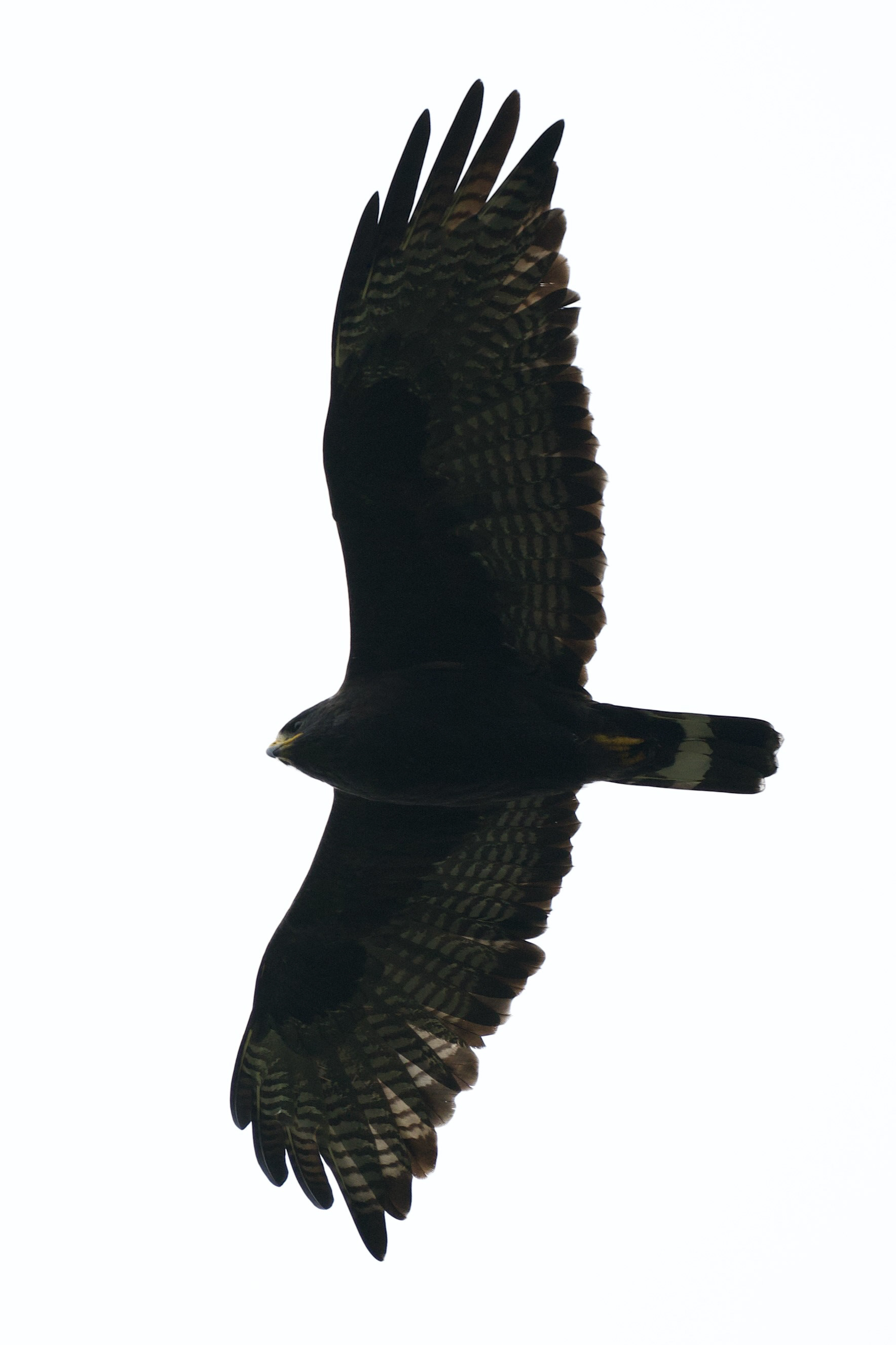 Zone-tailed Hawk