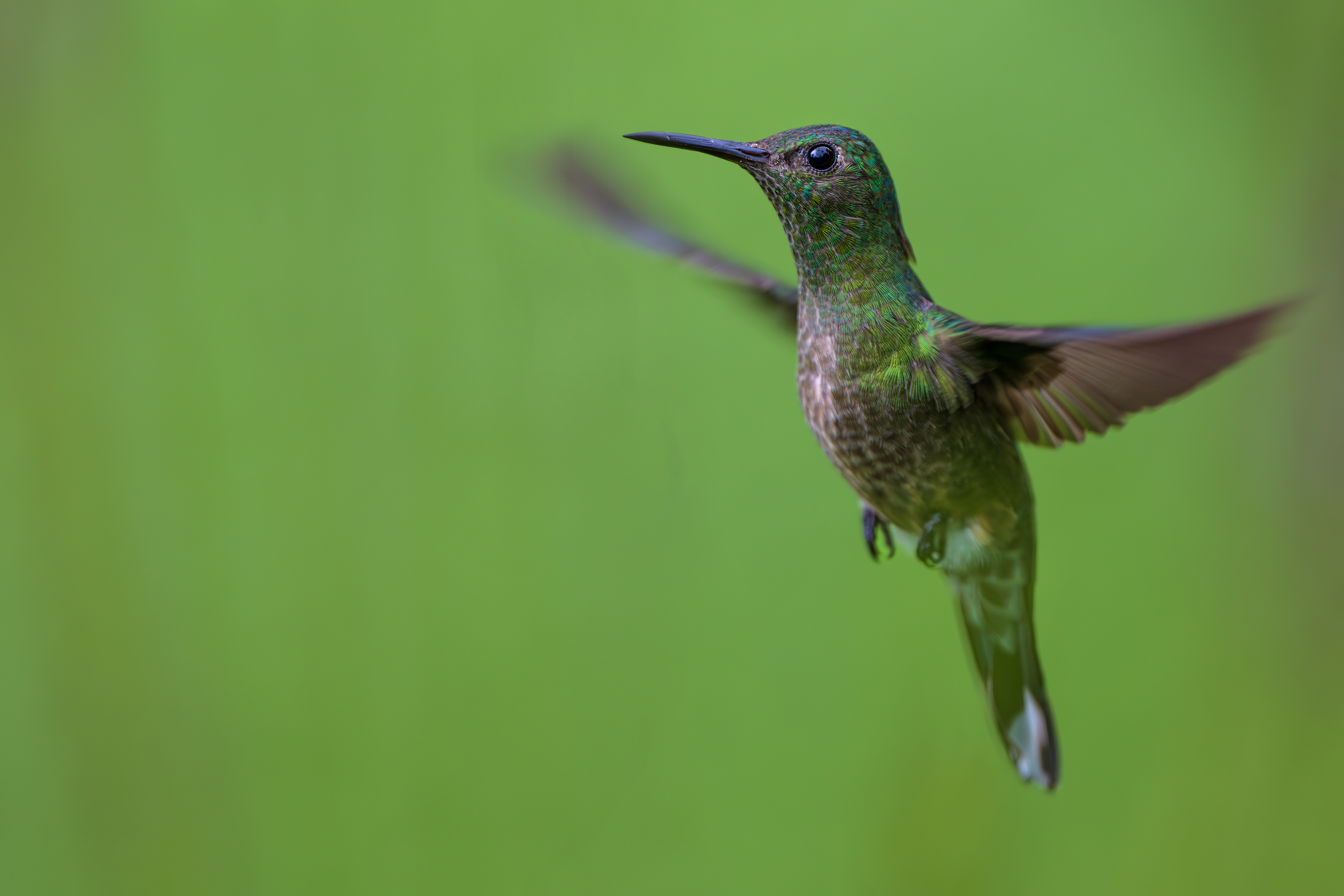 Scaly-breasted Hummingbird