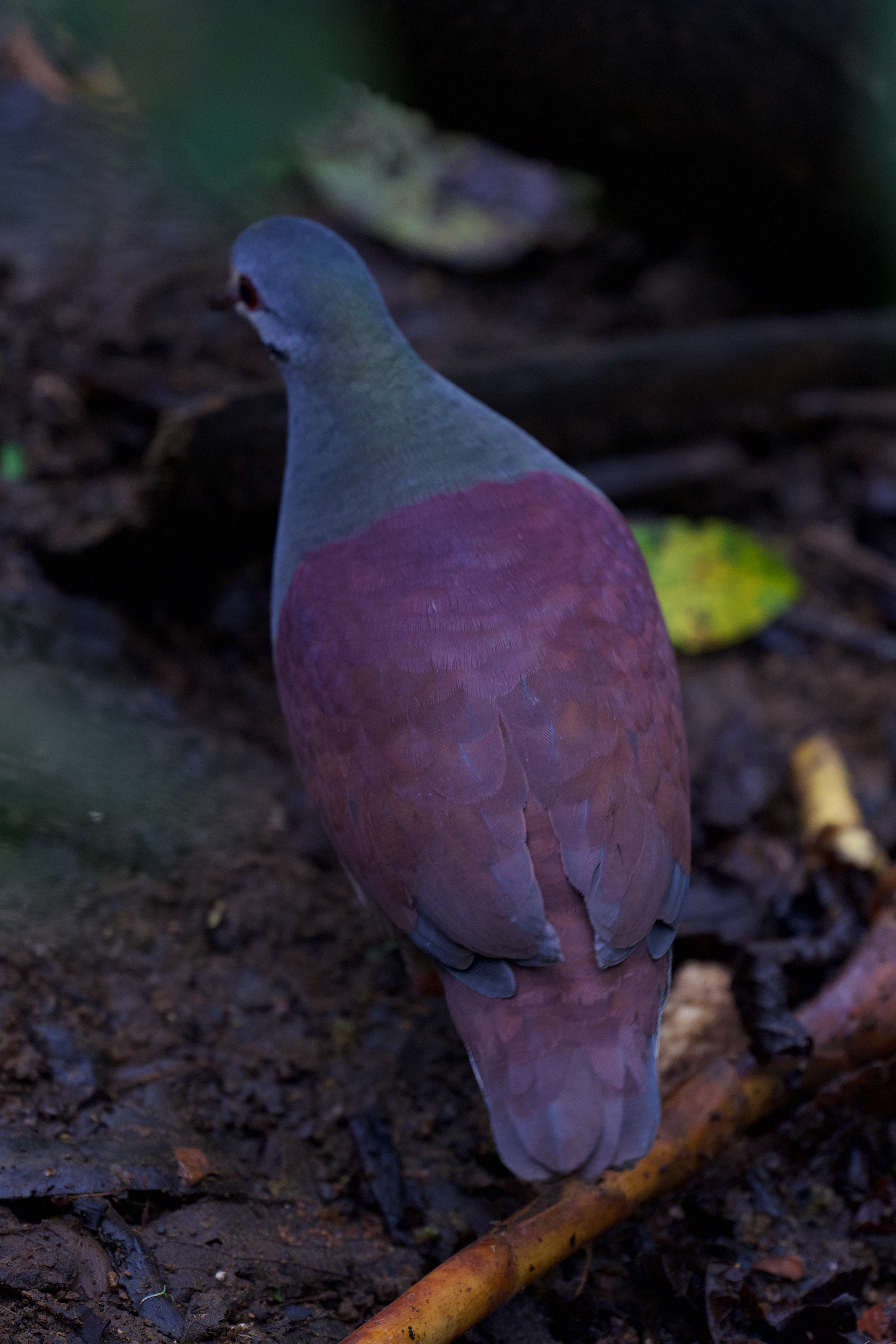 Buff-fronted Quail Dove