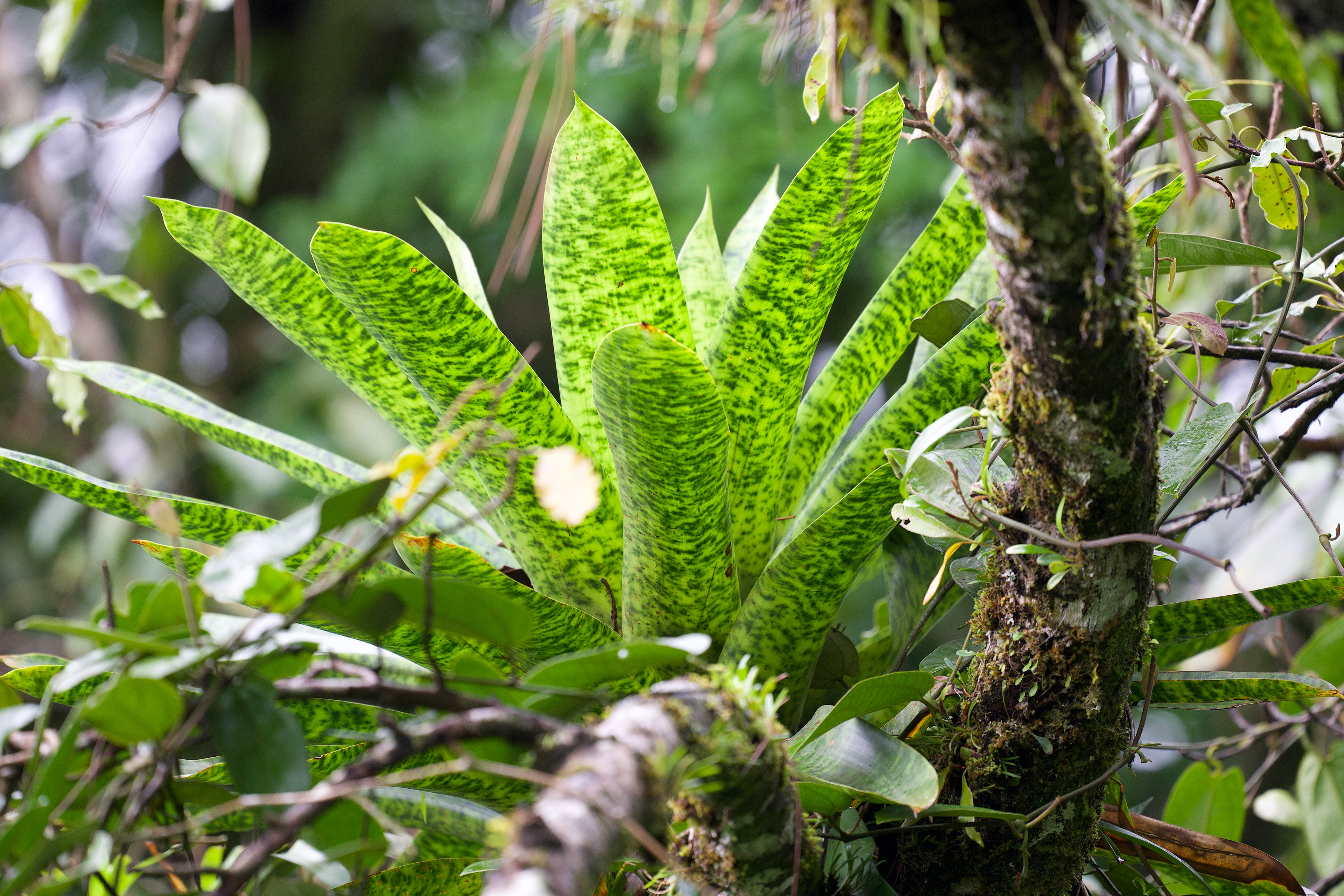 Giant Mottled-leaf Werauhia