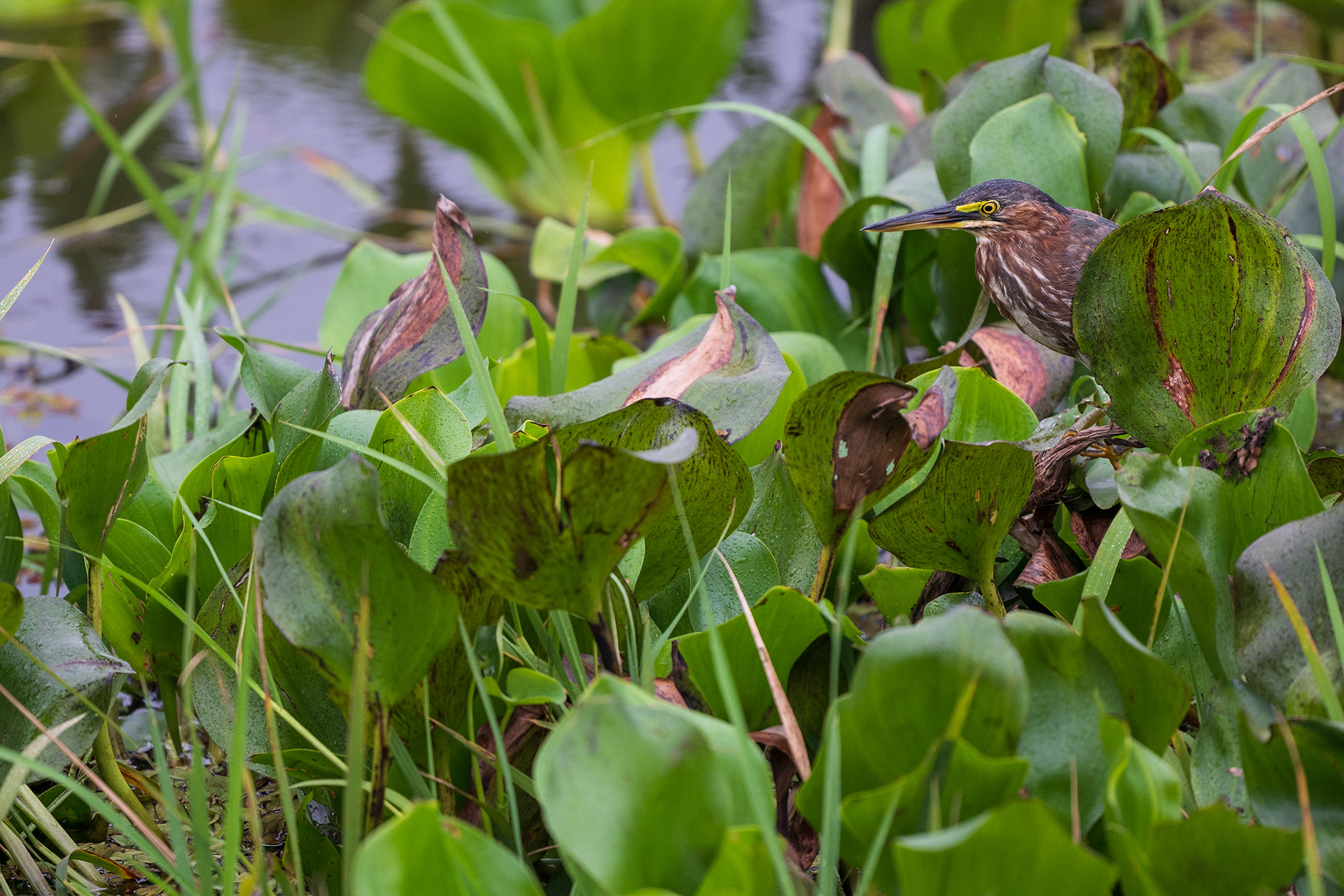 Green Heron