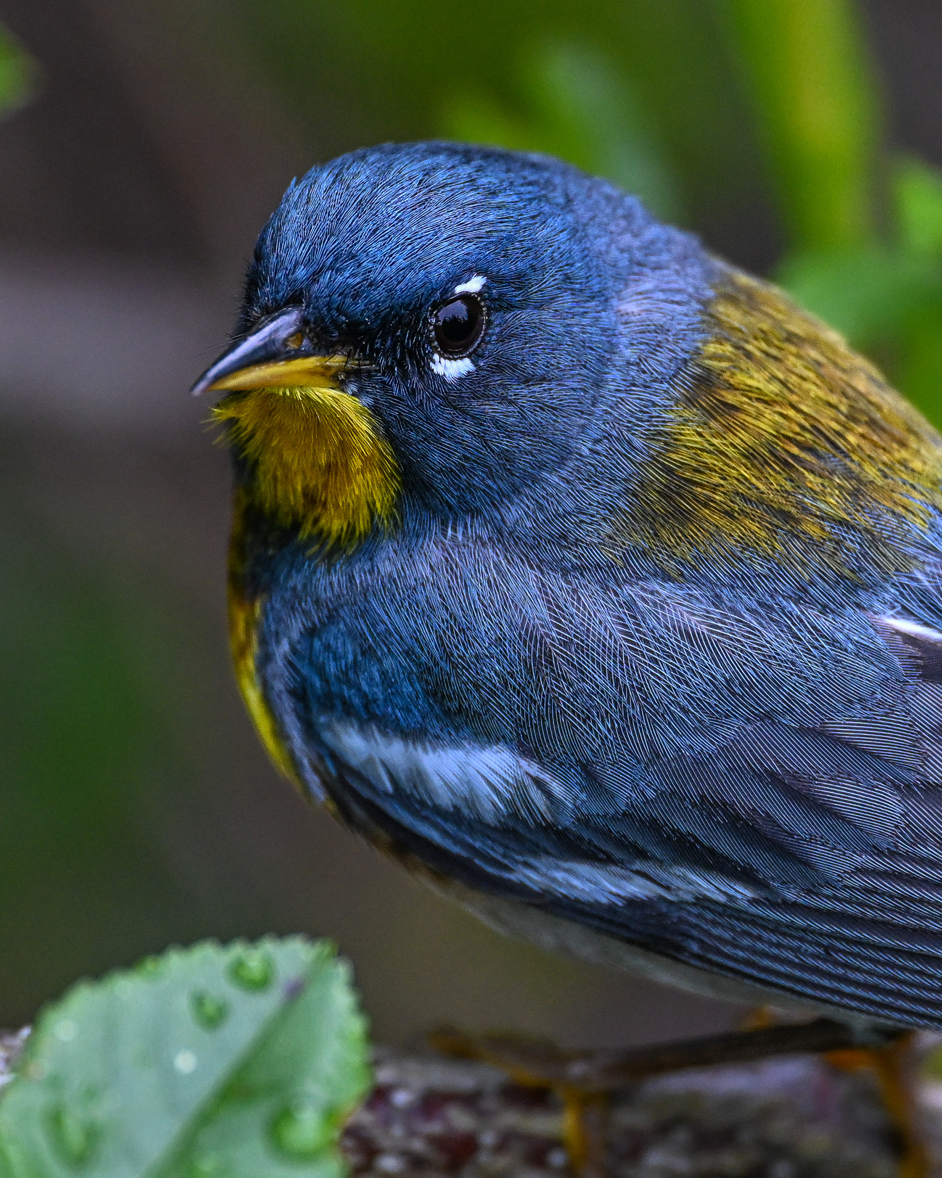 Northern Parula
