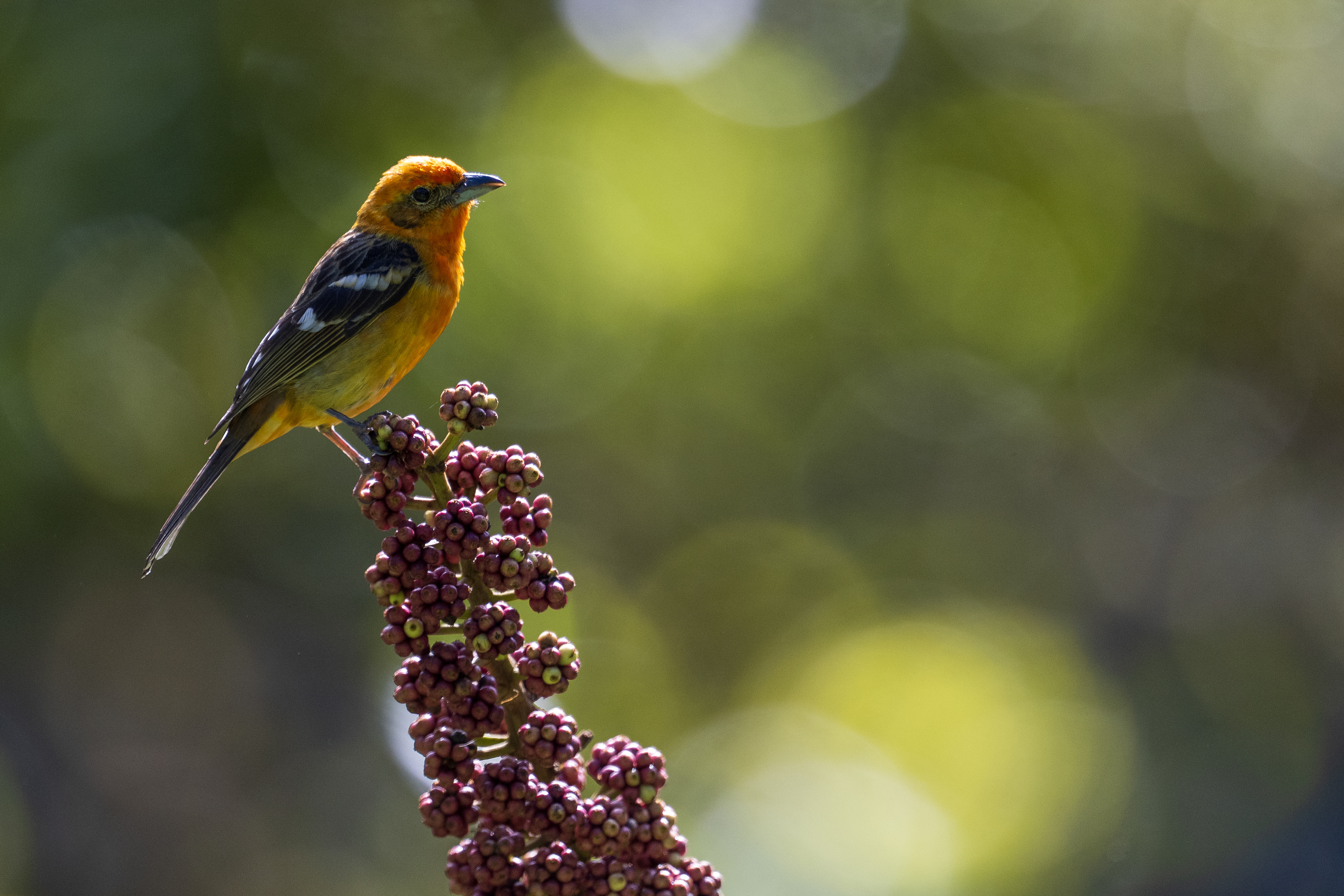 Flame-colored Tanager