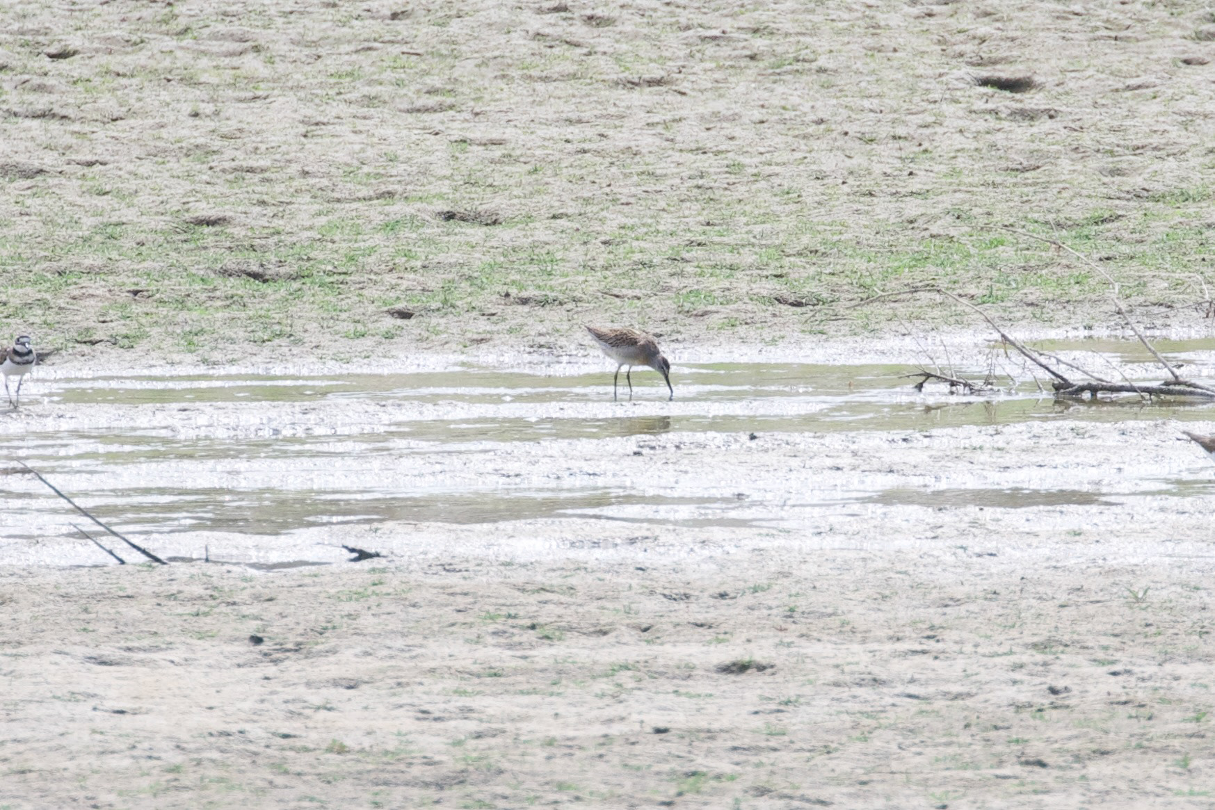 Short-billed Dowitcher