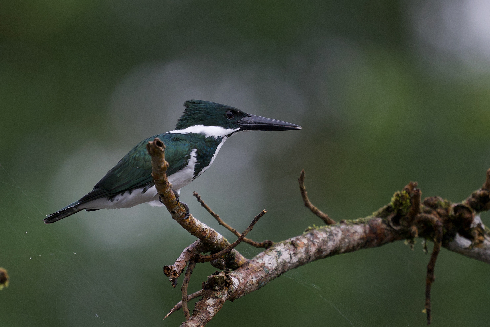 Amazon Kingfisher