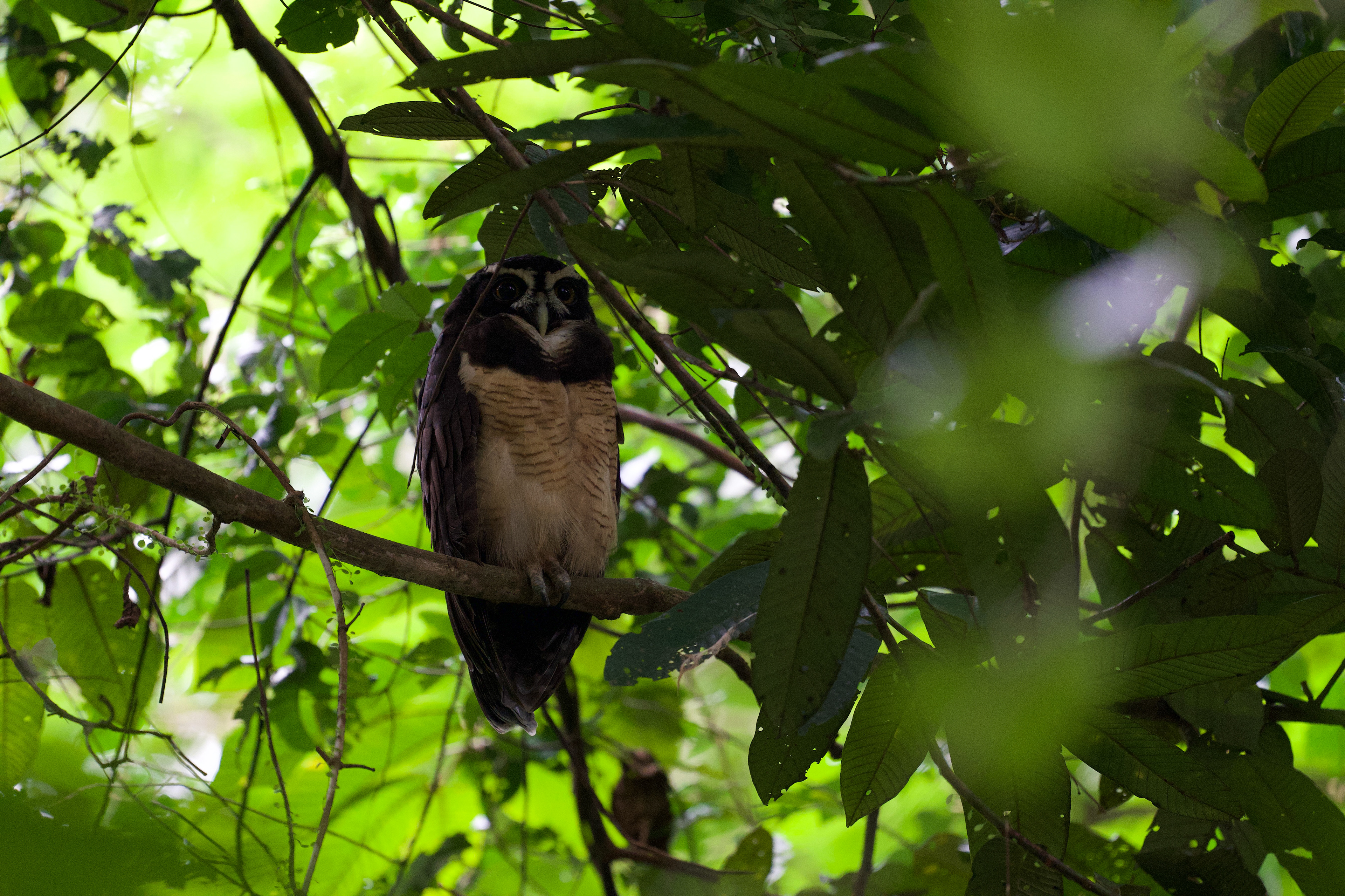 Spectacled Owl