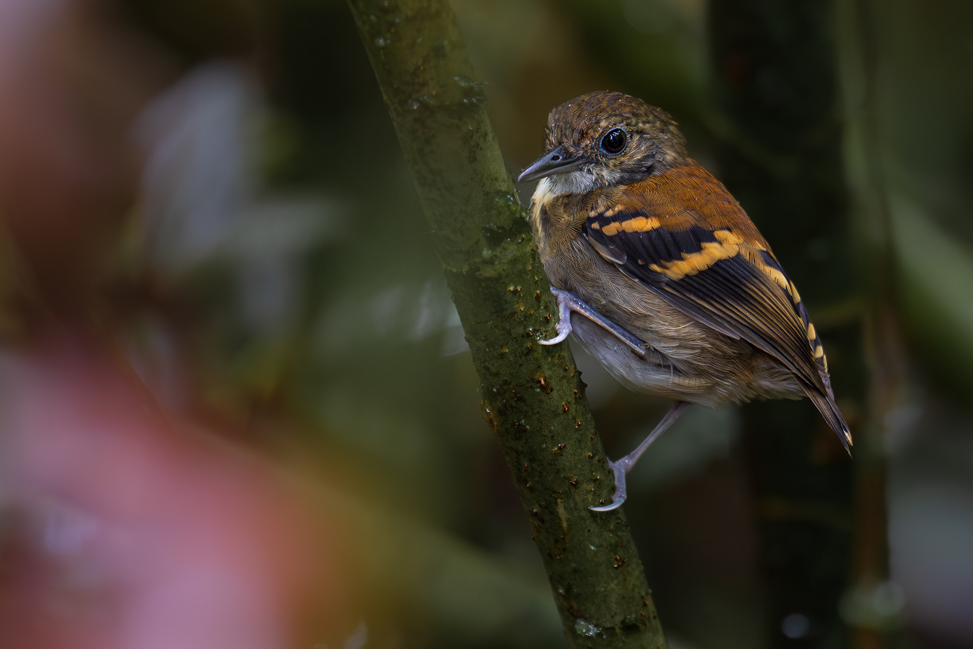 Spotted Antbird