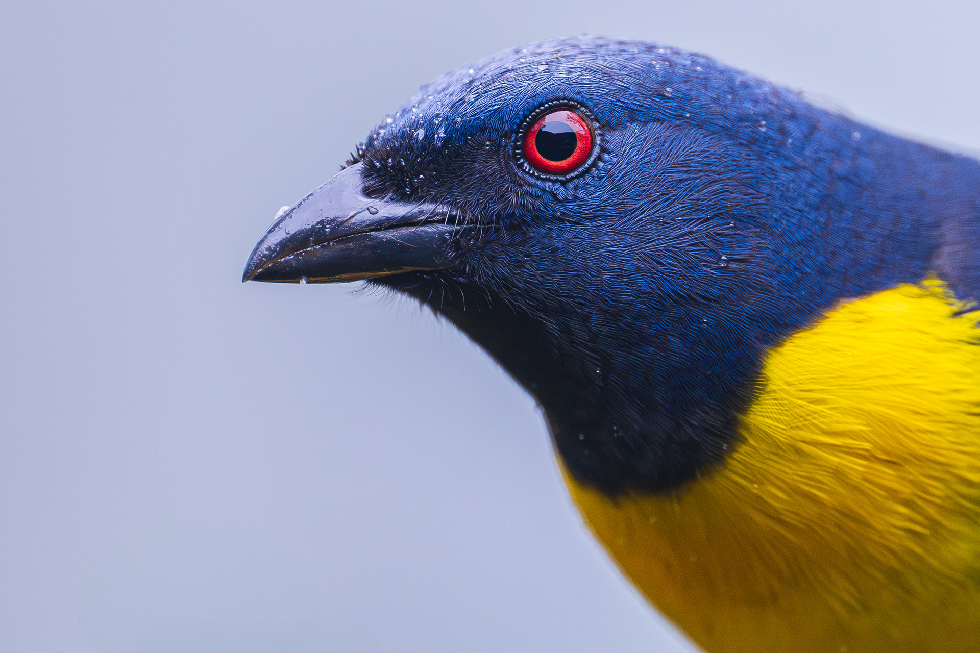 Blue-and-Gold Tanager
